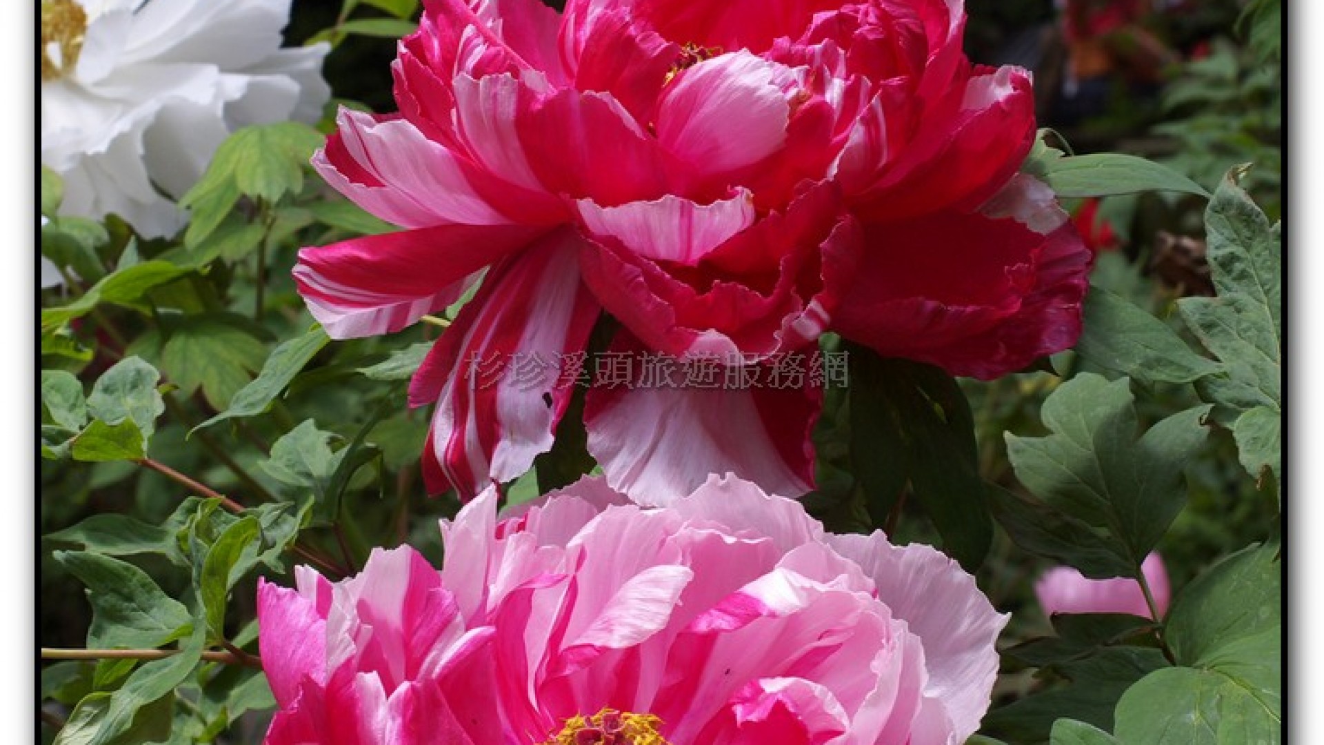 玻璃花坊-杉林溪旅遊景點