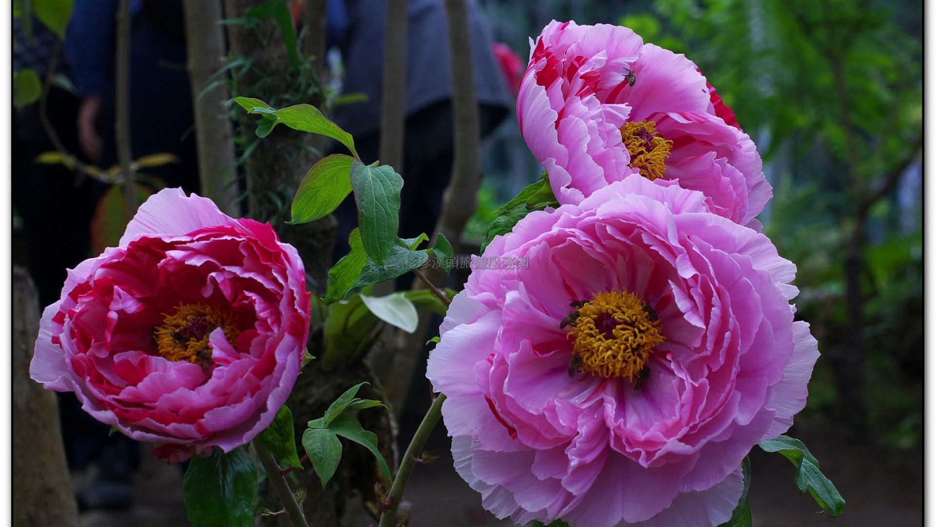 玻璃花坊-杉林溪旅遊景點