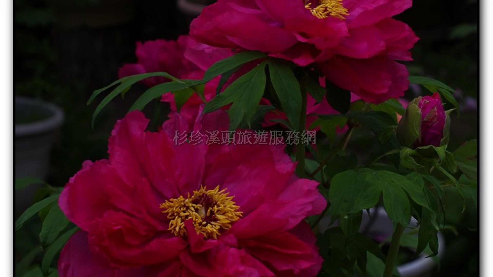 玻璃花坊-杉林溪旅遊景點