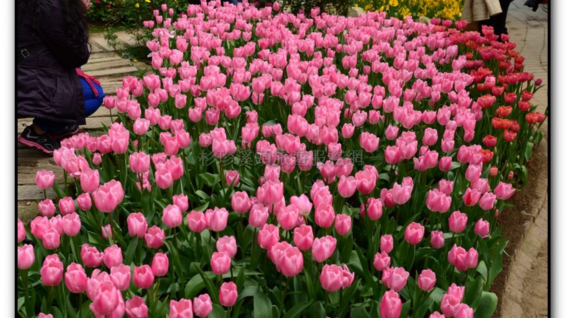 玻璃花坊-杉林溪旅遊景點