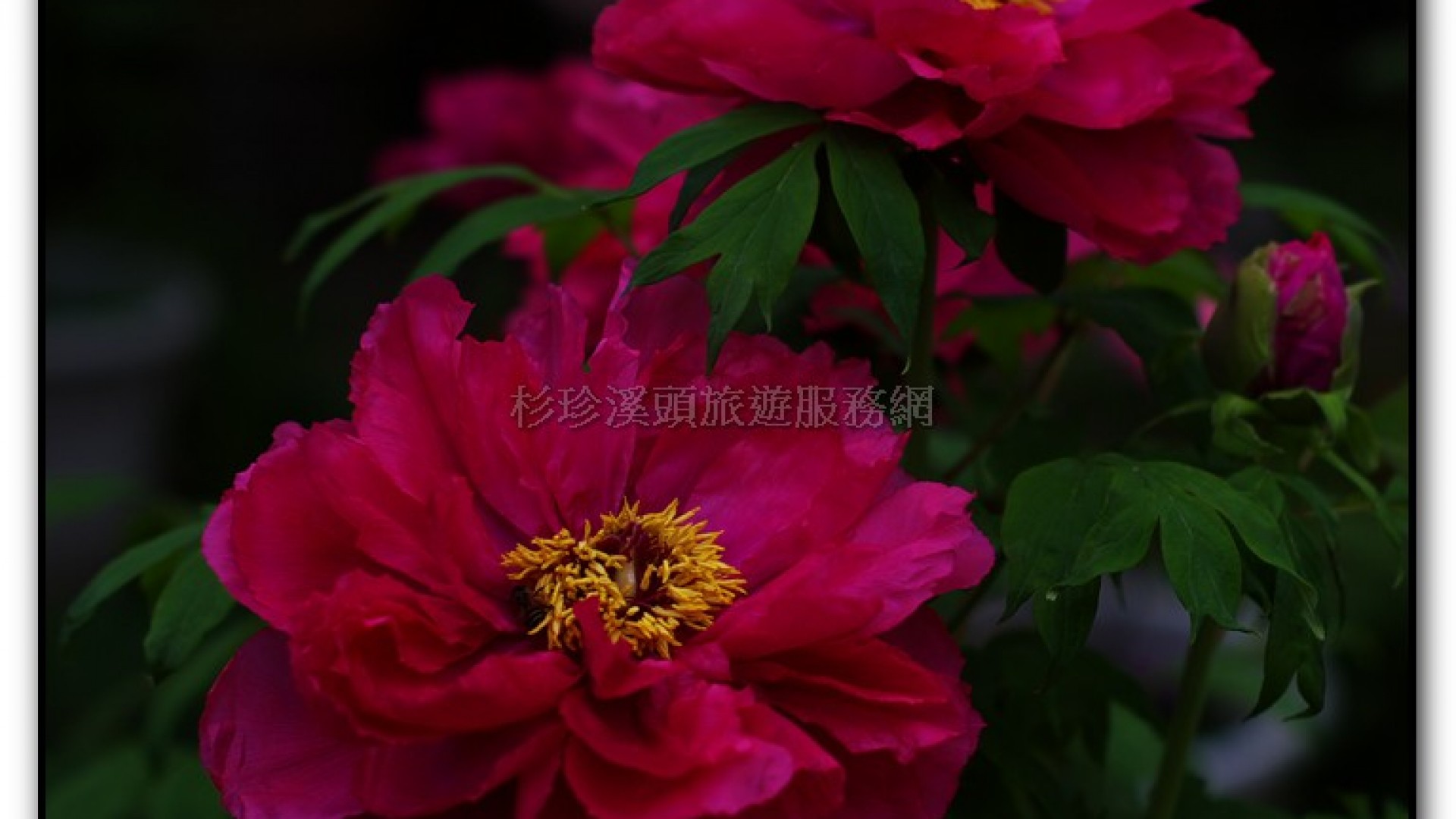 玻璃花坊-杉林溪旅遊景點