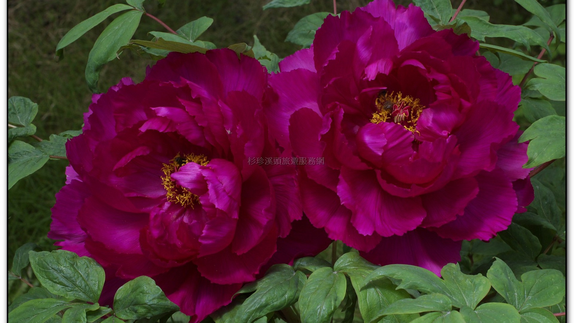 玻璃花坊-杉林溪旅遊景點