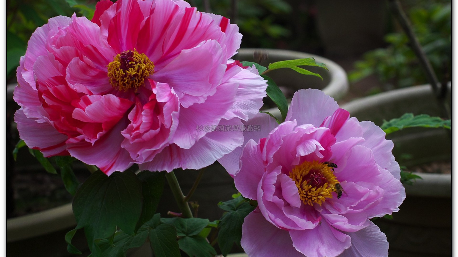 玻璃花坊-杉林溪旅遊景點