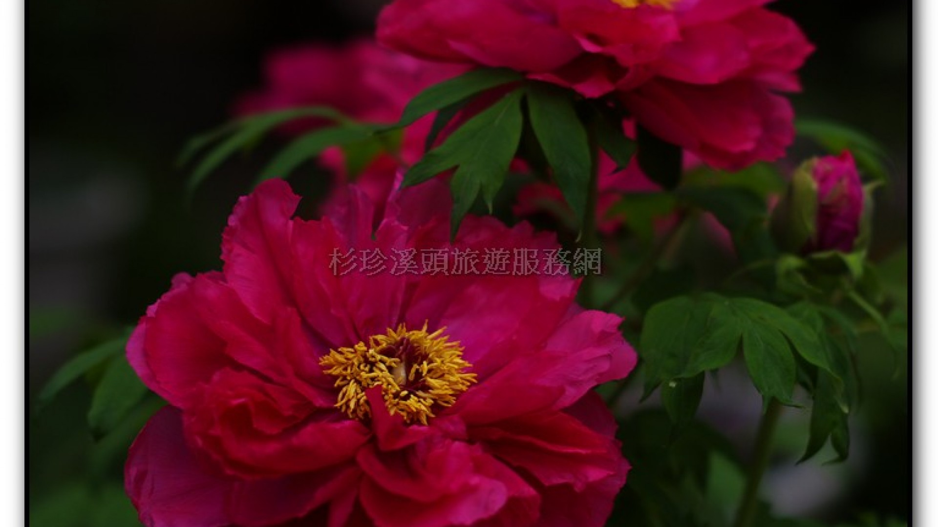 玻璃花坊-杉林溪旅遊景點