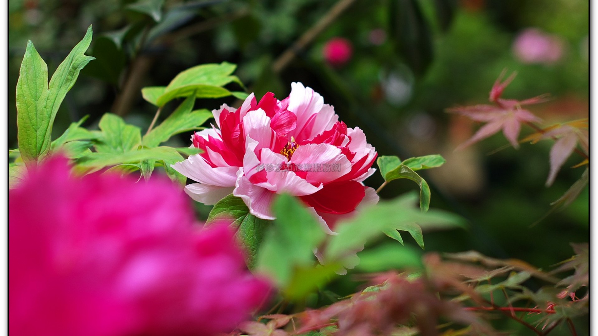 玻璃花坊-杉林溪旅遊景點