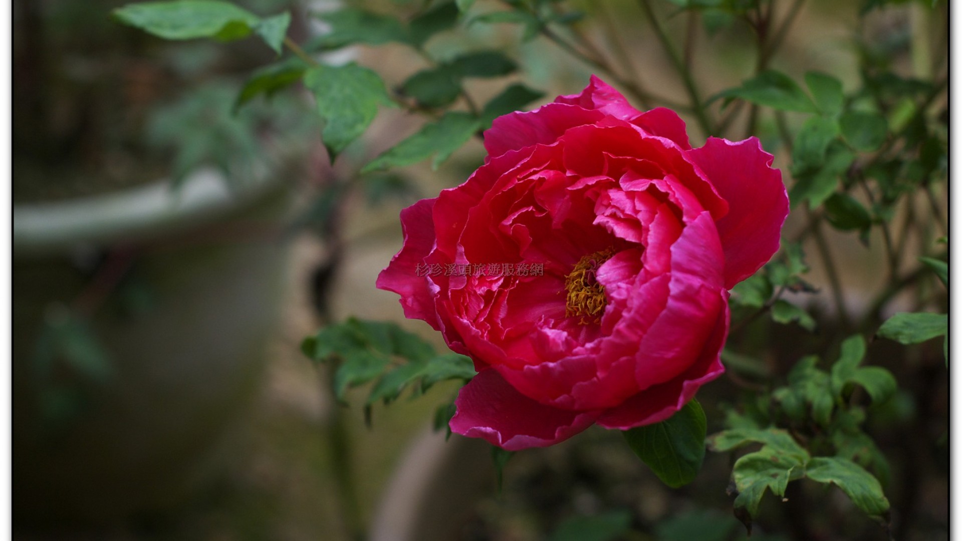玻璃花坊-杉林溪旅遊景點