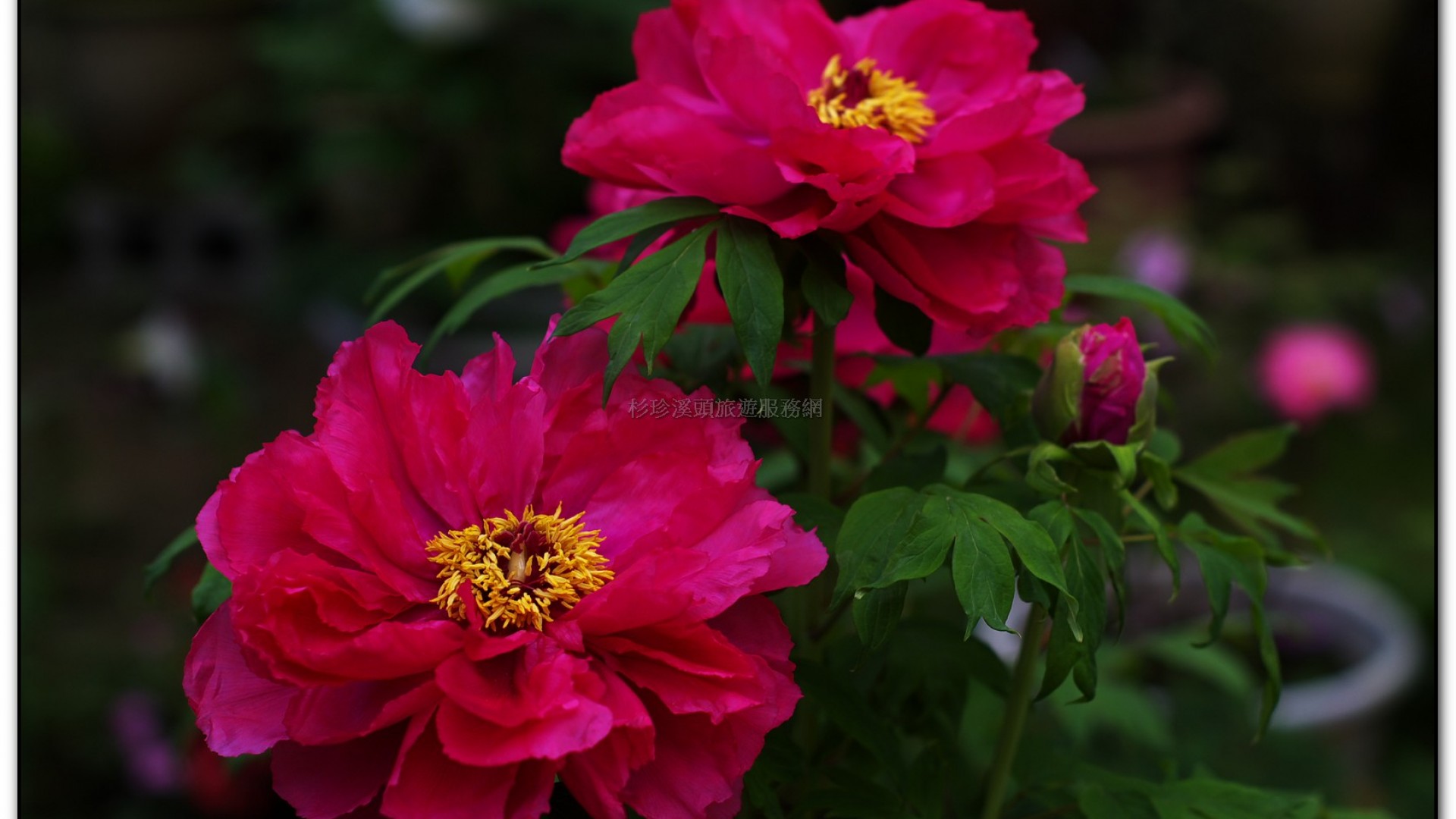 玻璃花坊-杉林溪旅遊景點