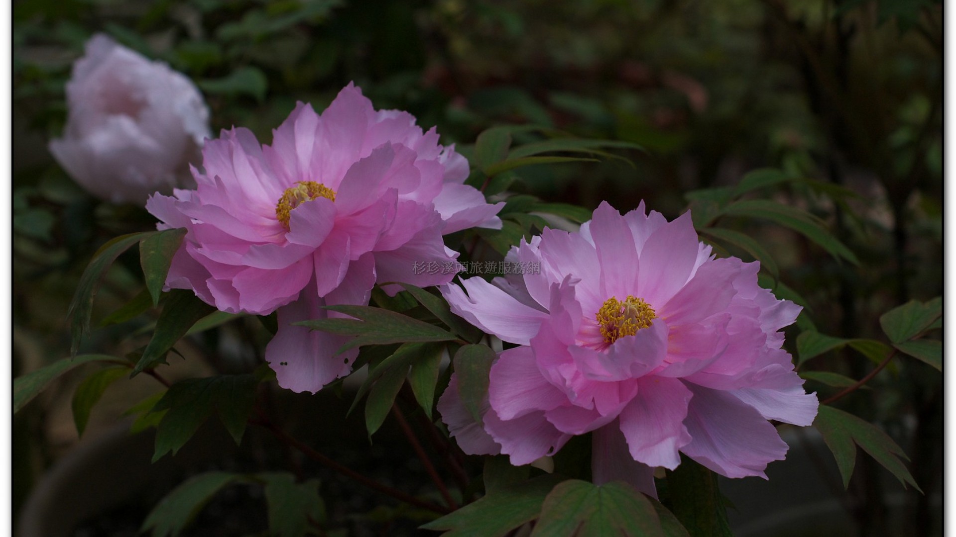 玻璃花坊-杉林溪旅遊景點