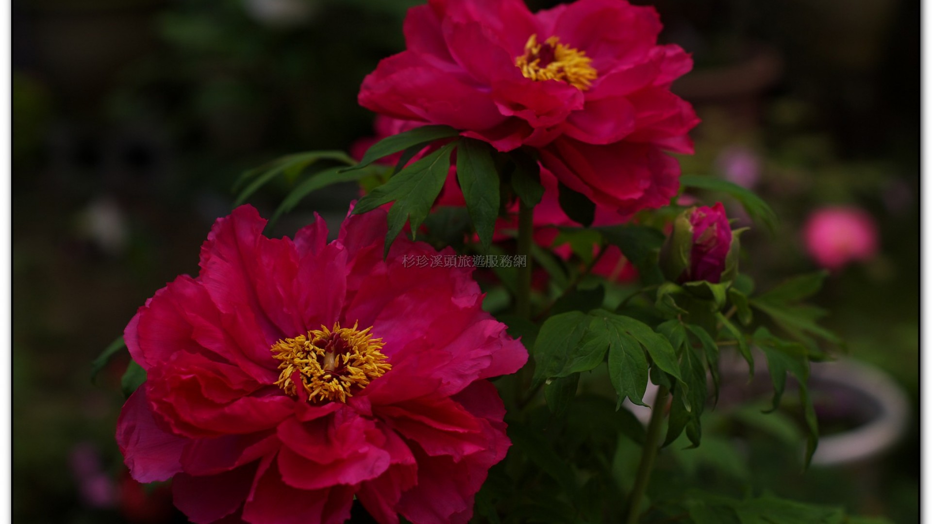 玻璃花坊-杉林溪旅遊景點