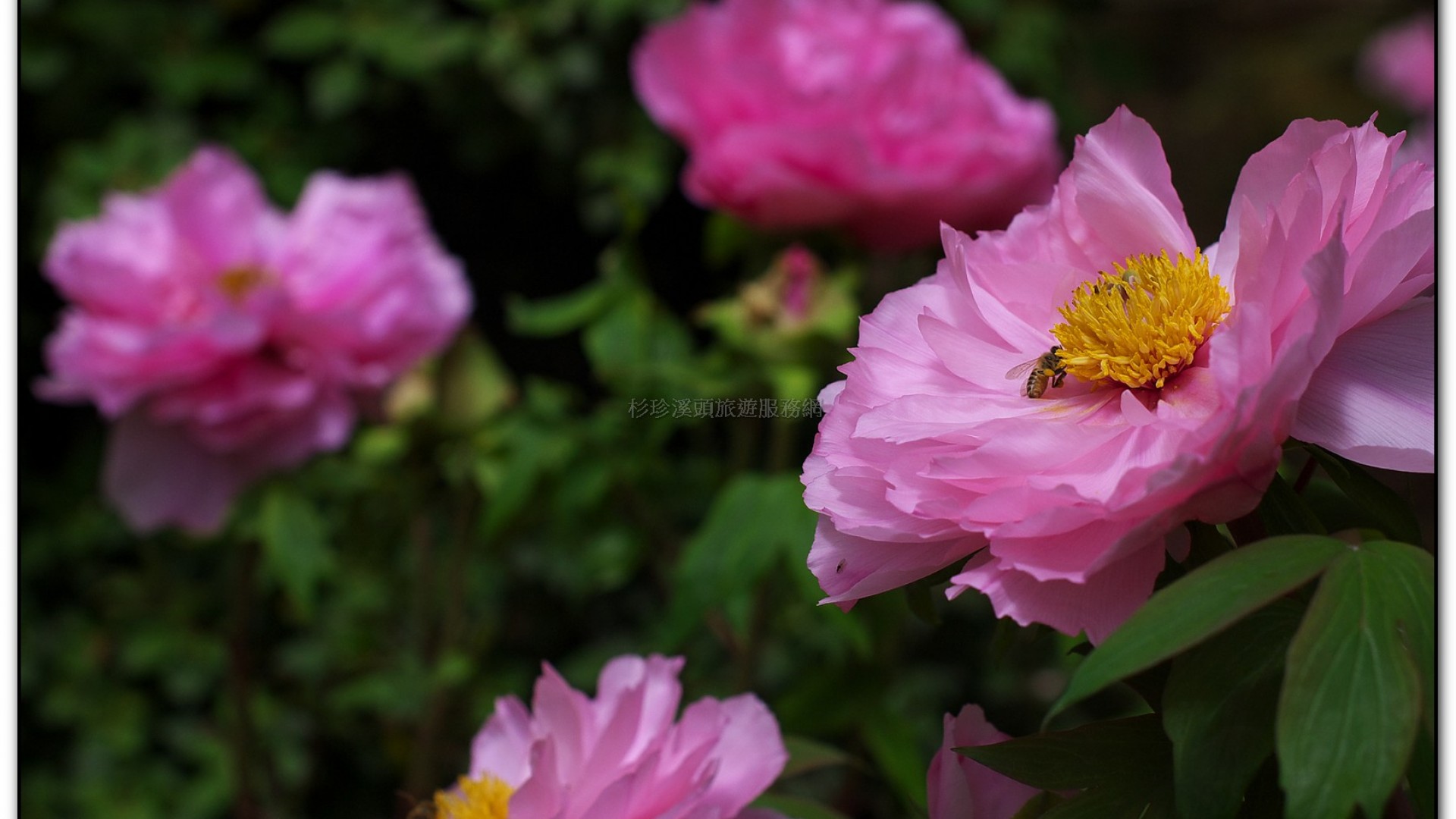 玻璃花坊-杉林溪旅遊景點