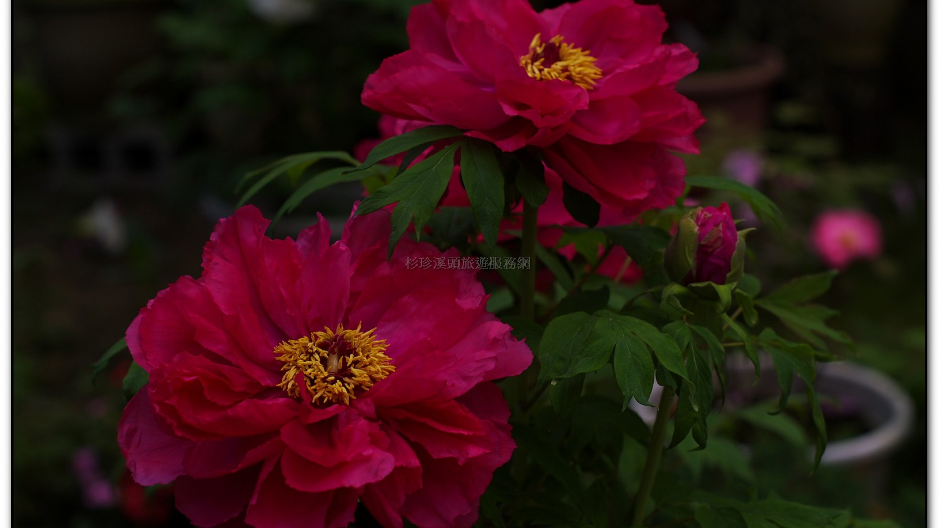 玻璃花坊-杉林溪旅遊景點