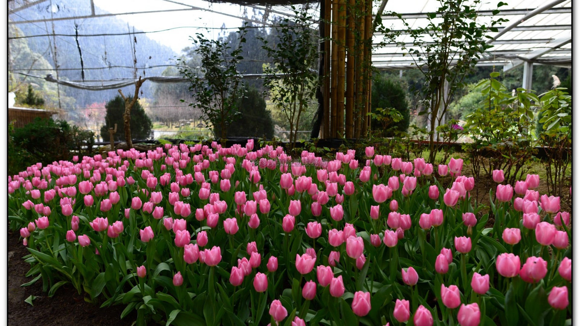 玻璃花坊-杉林溪旅遊景點