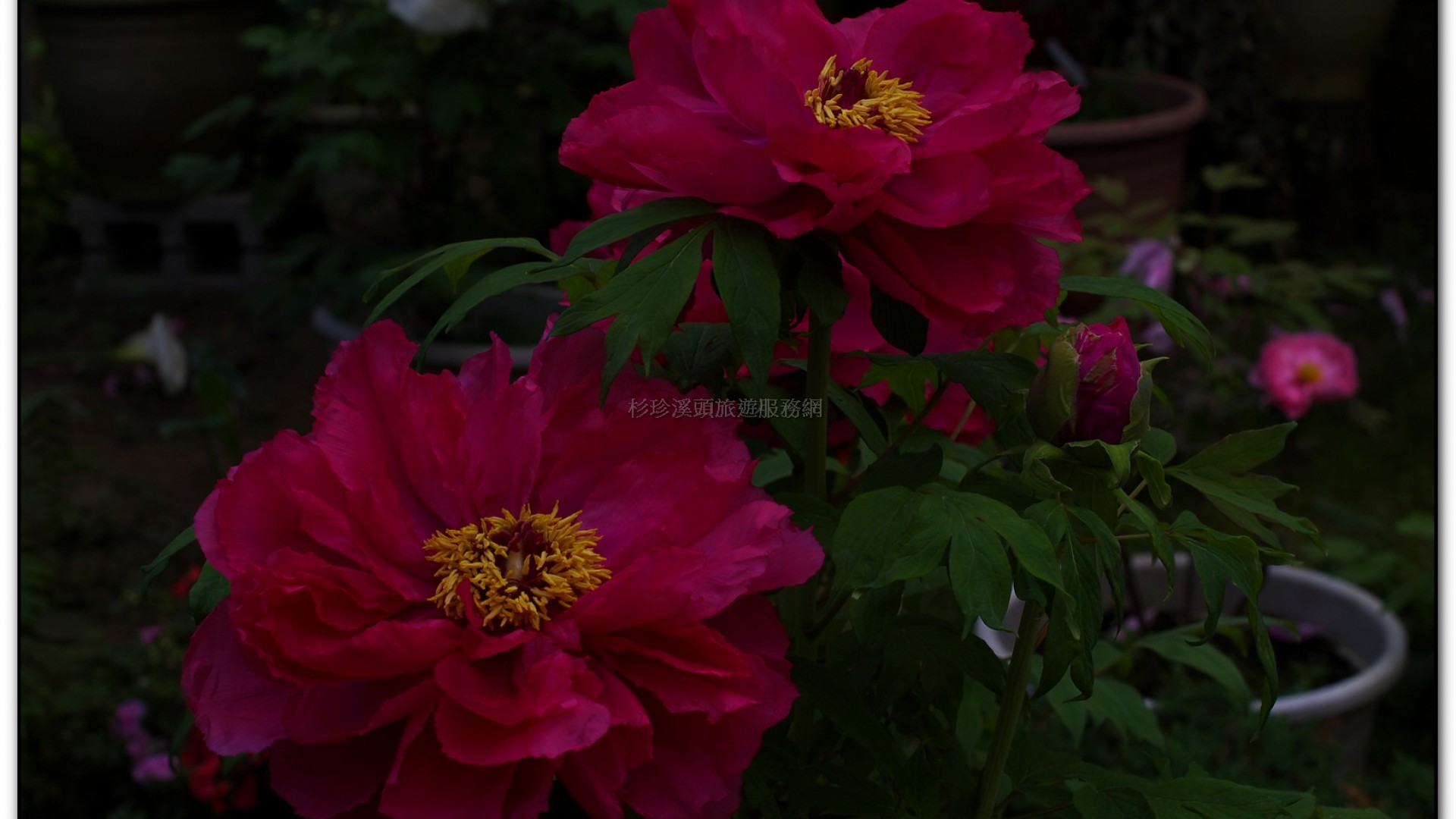 玻璃花坊-杉林溪旅遊景點