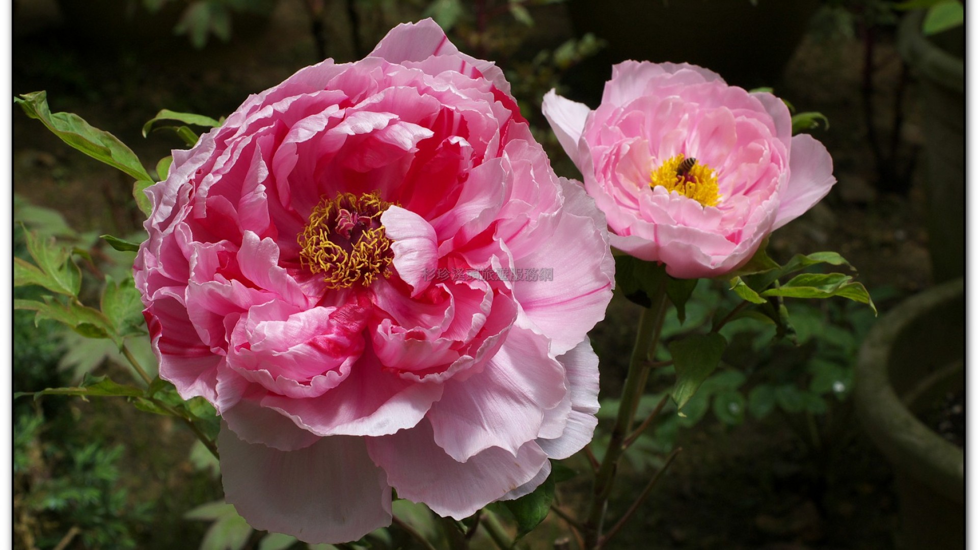玻璃花坊-杉林溪旅遊景點