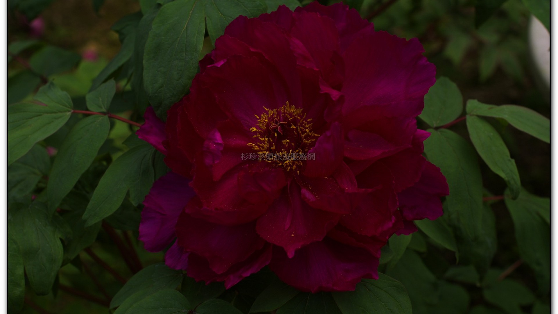 玻璃花坊-杉林溪旅遊景點