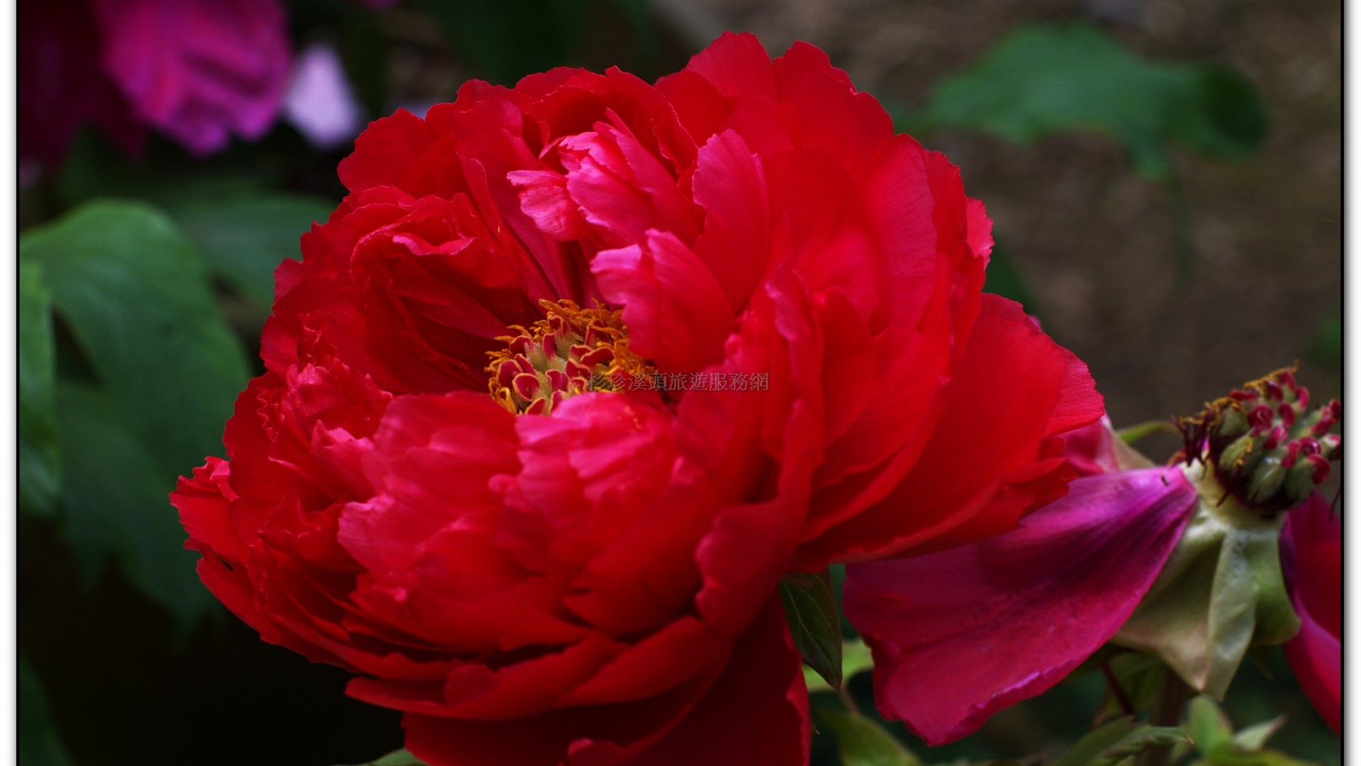 玻璃花坊-杉林溪旅遊景點