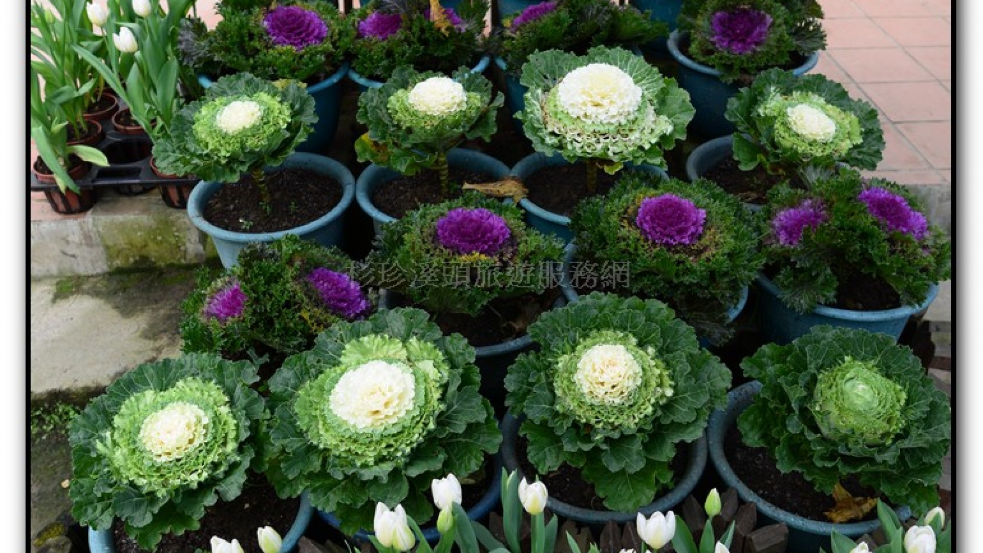 玻璃花坊-杉林溪旅遊景點