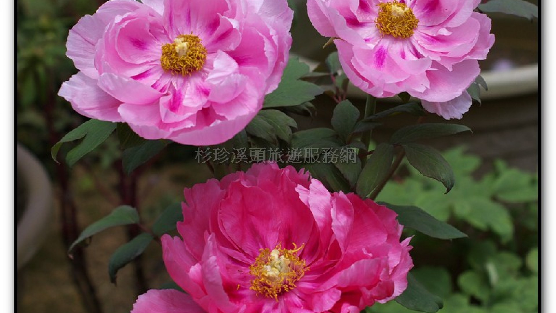 玻璃花坊-杉林溪旅遊景點