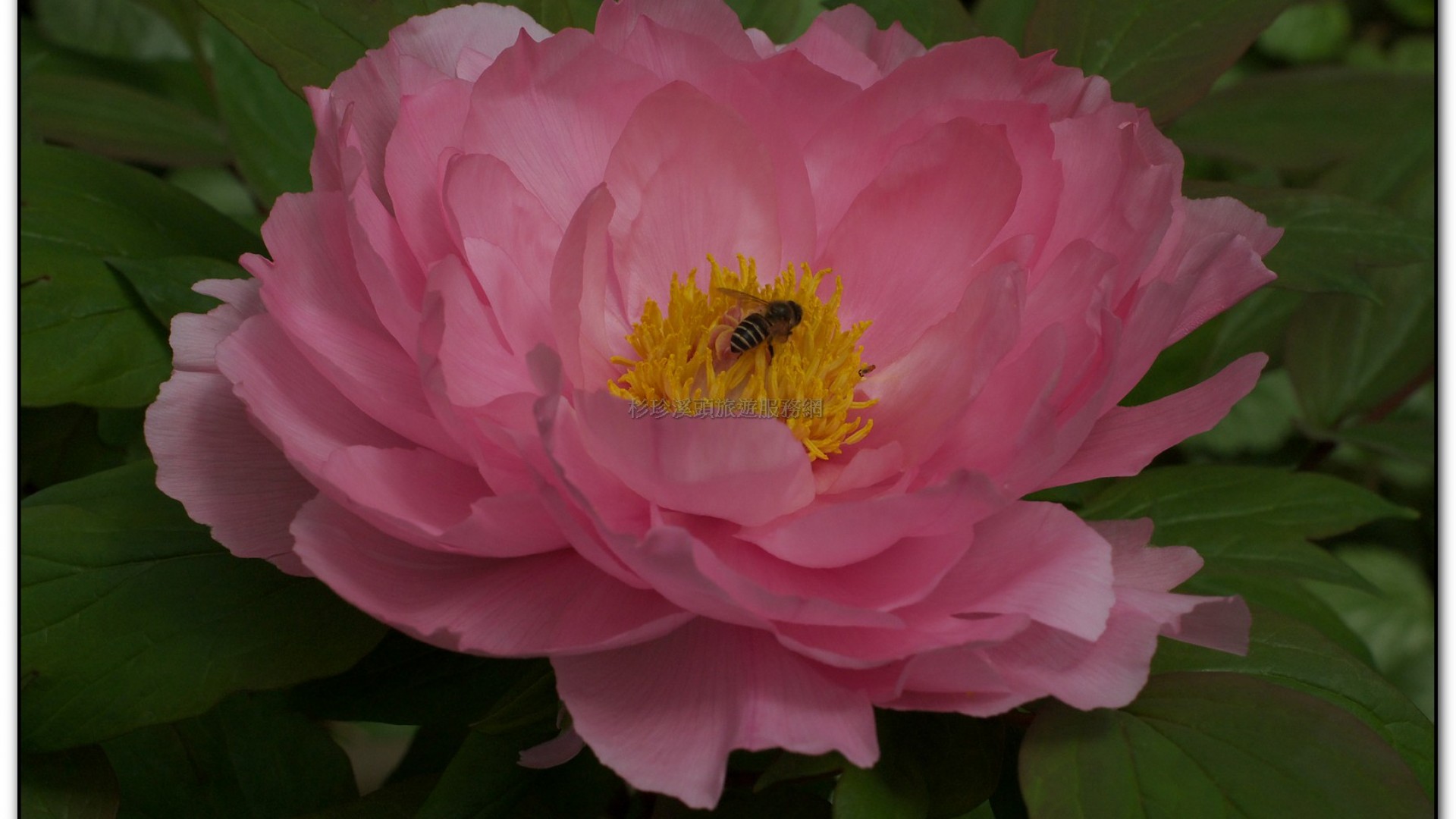 玻璃花坊-杉林溪旅遊景點