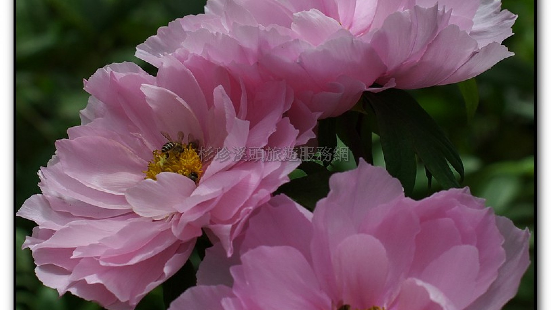 玻璃花坊-杉林溪旅遊景點