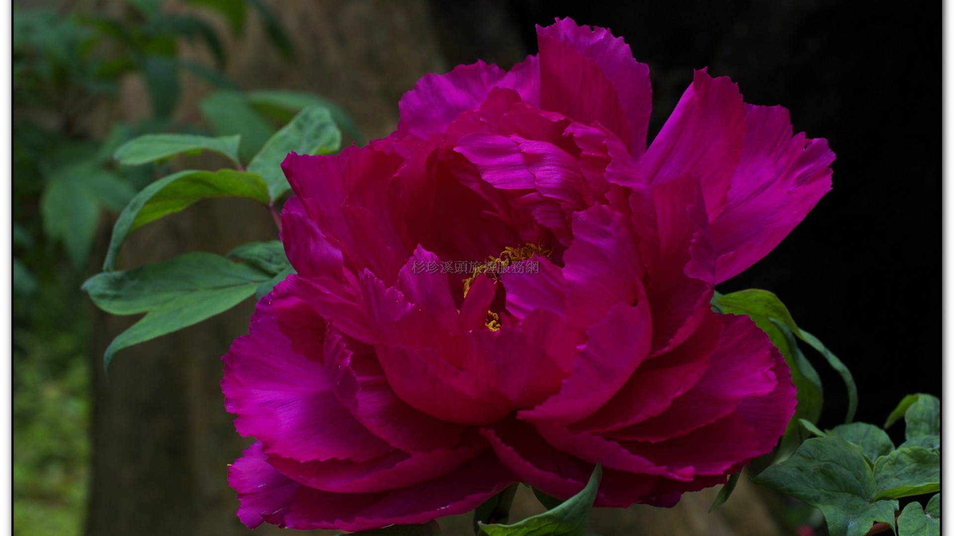 玻璃花坊-杉林溪旅遊景點