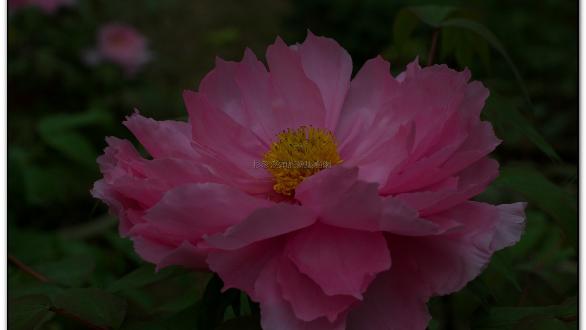 玻璃花坊-杉林溪旅遊景點