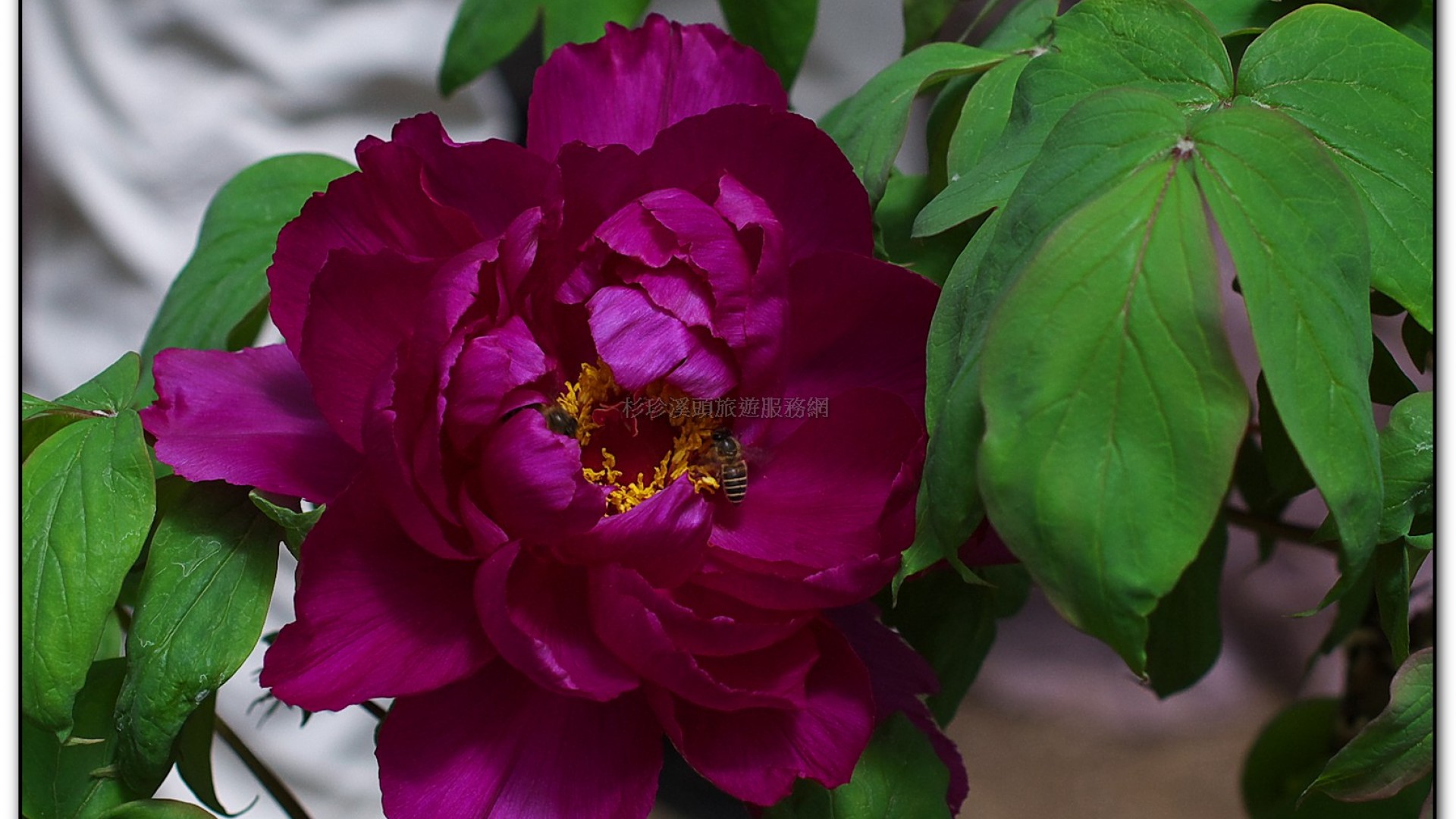 玻璃花坊-杉林溪旅遊景點