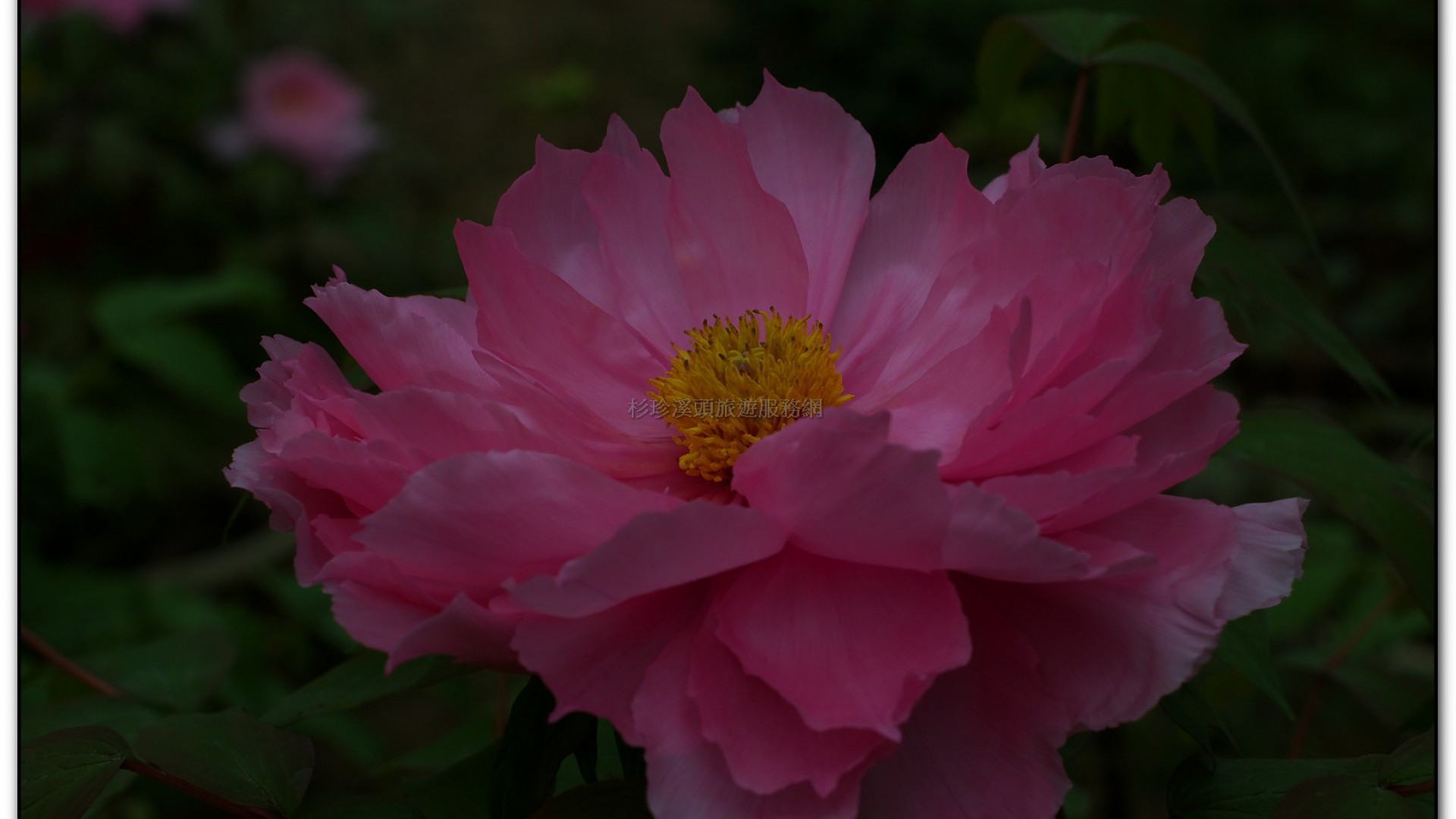 玻璃花坊-杉林溪旅遊景點