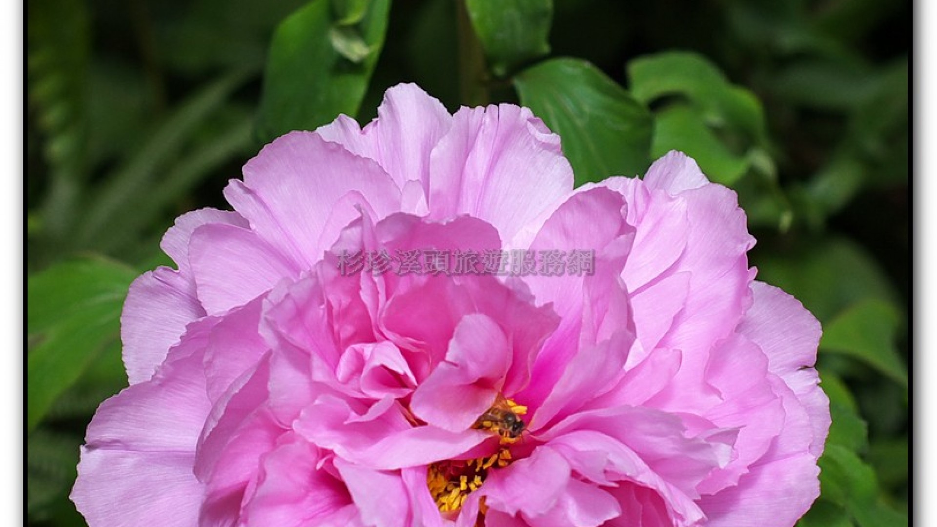 玻璃花坊-杉林溪旅遊景點