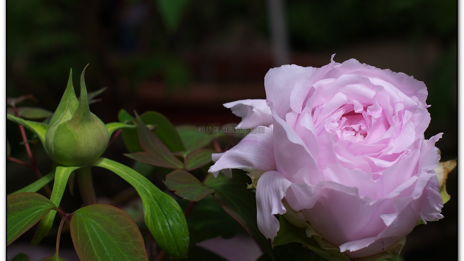 玻璃花坊-杉林溪旅遊景點