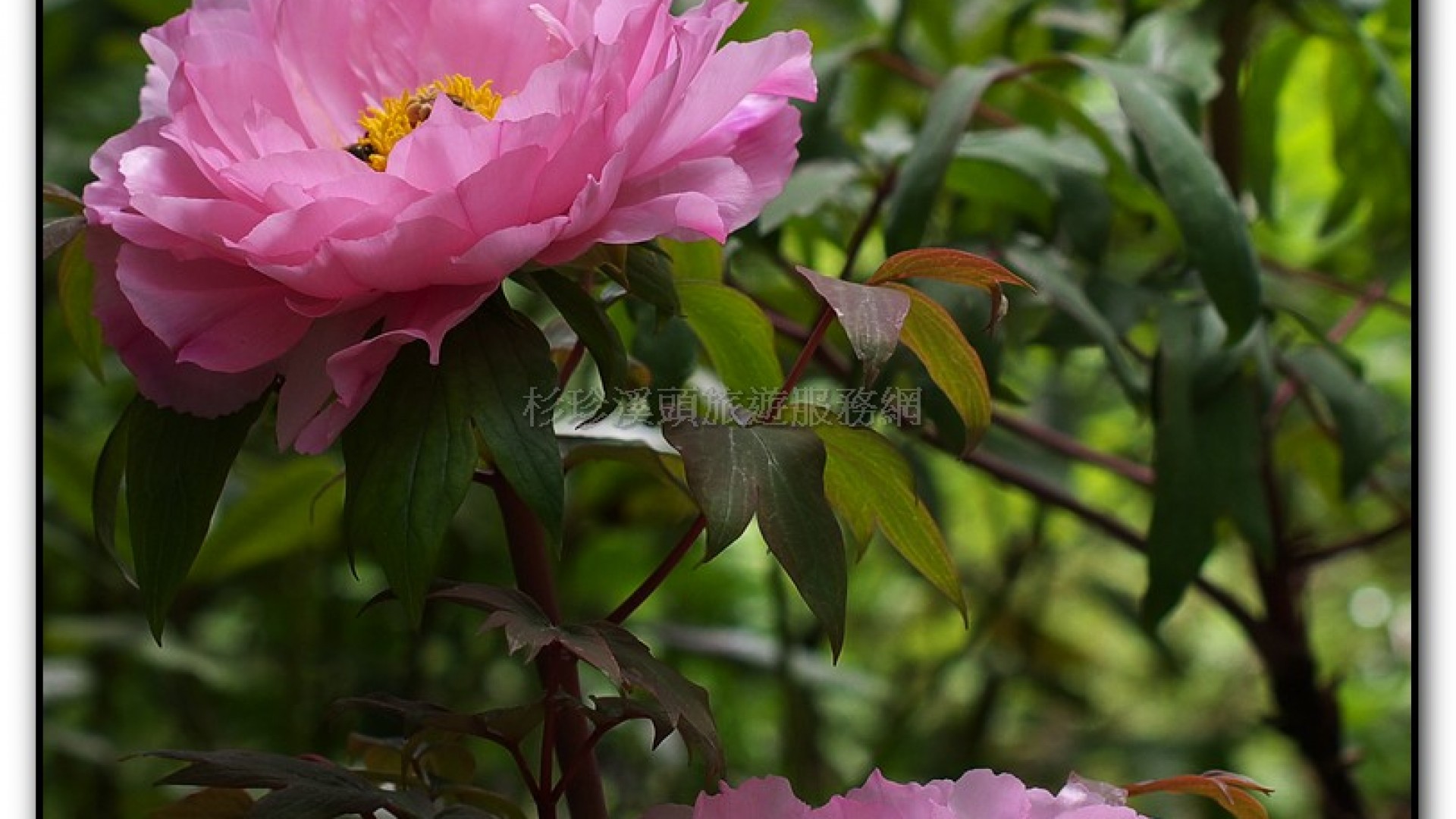 玻璃花坊-杉林溪旅遊景點