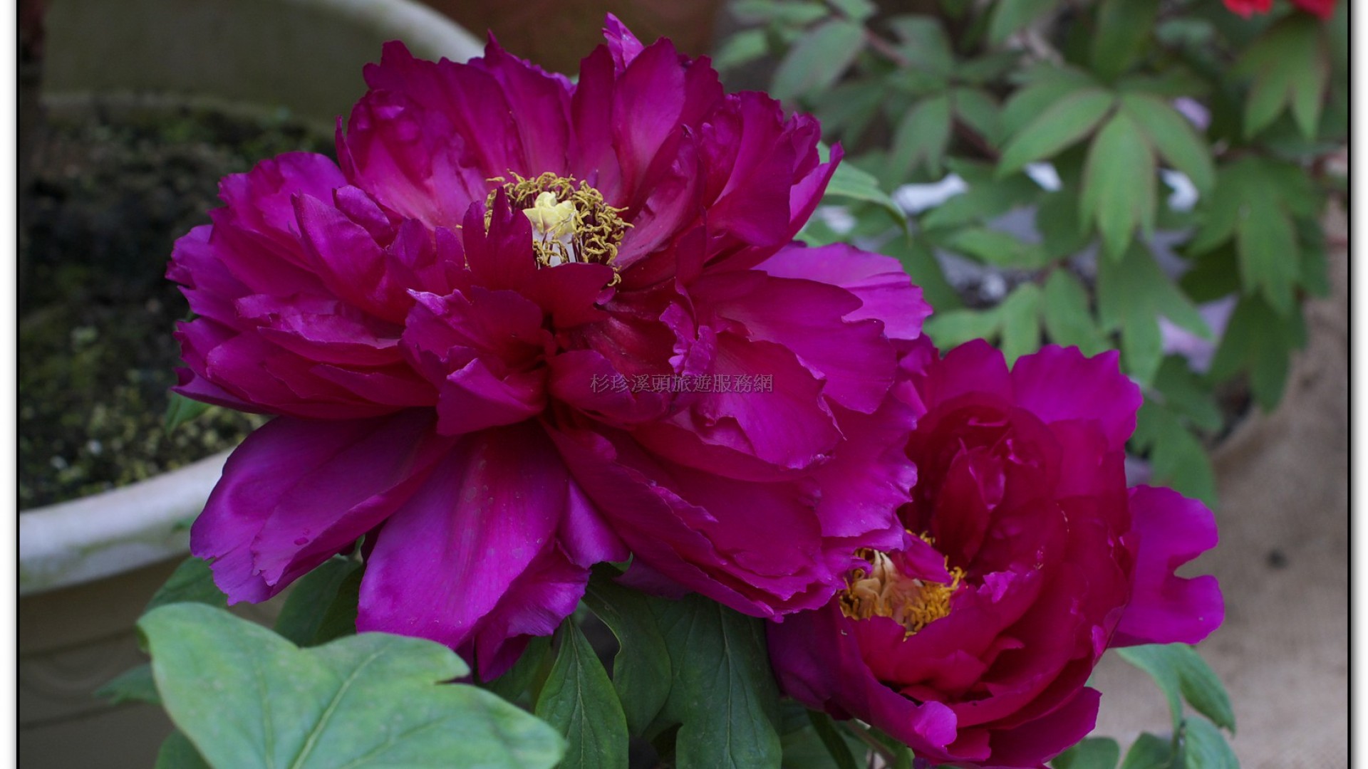 玻璃花坊-杉林溪旅遊景點