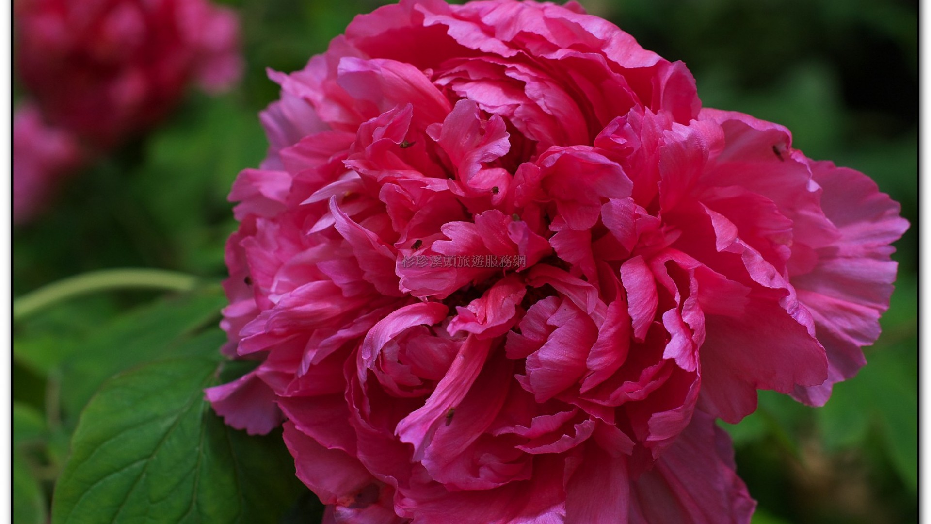 玻璃花坊-杉林溪旅遊景點