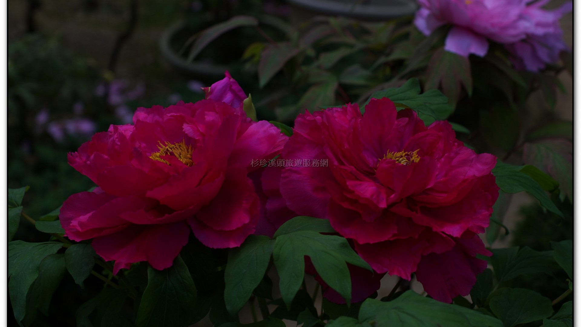 玻璃花坊-杉林溪旅遊景點