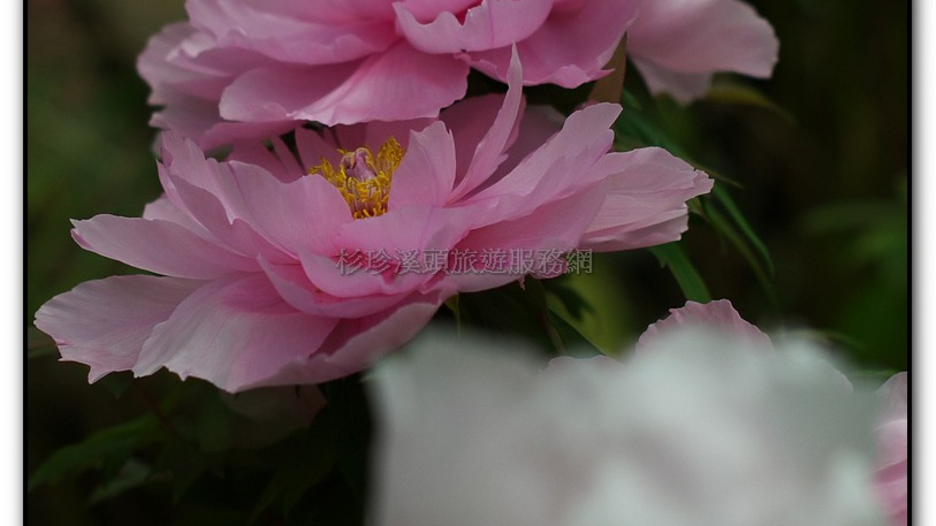 玻璃花坊-杉林溪旅遊景點