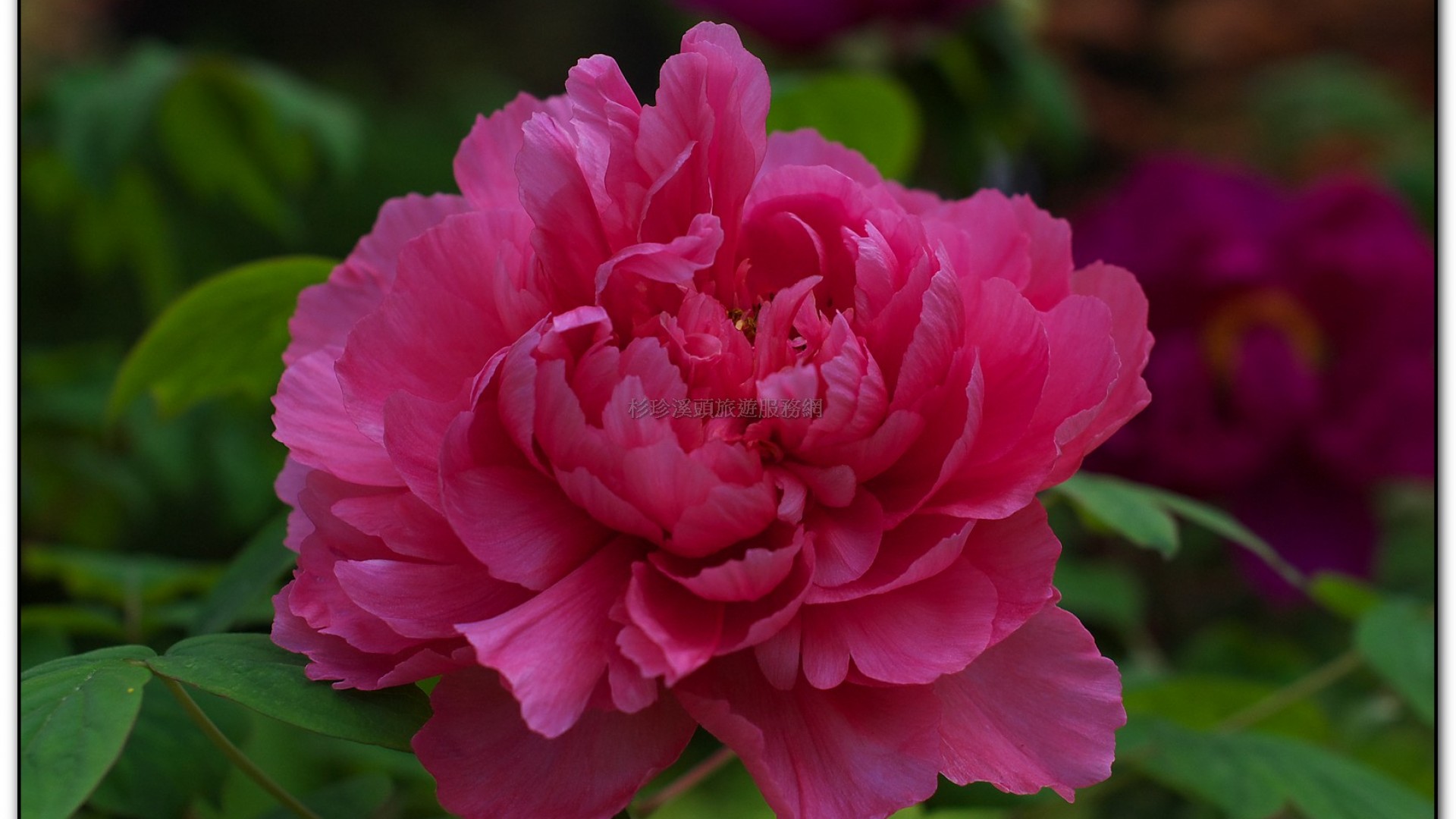 玻璃花坊-杉林溪旅遊景點