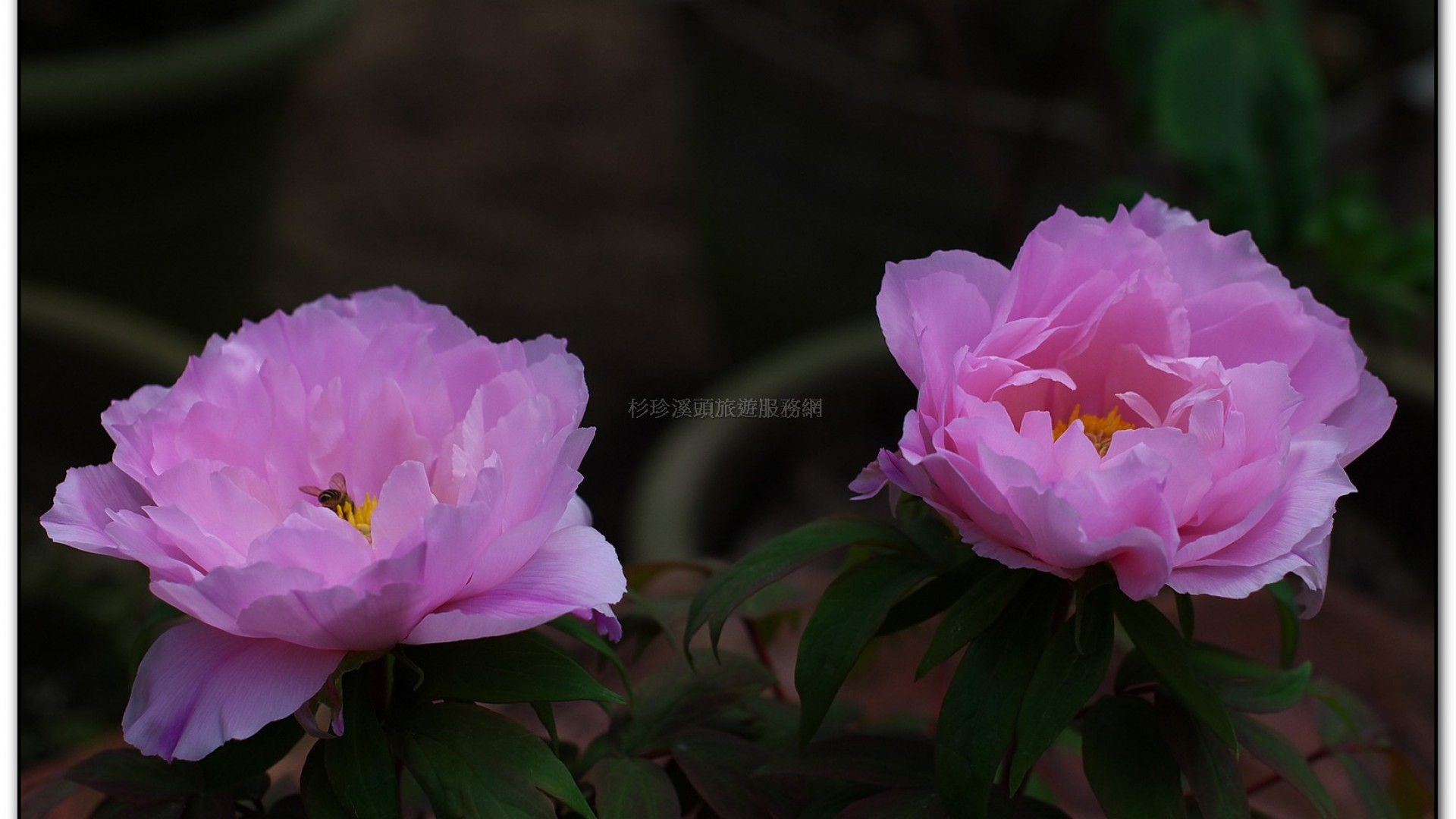 玻璃花坊-杉林溪旅遊景點
