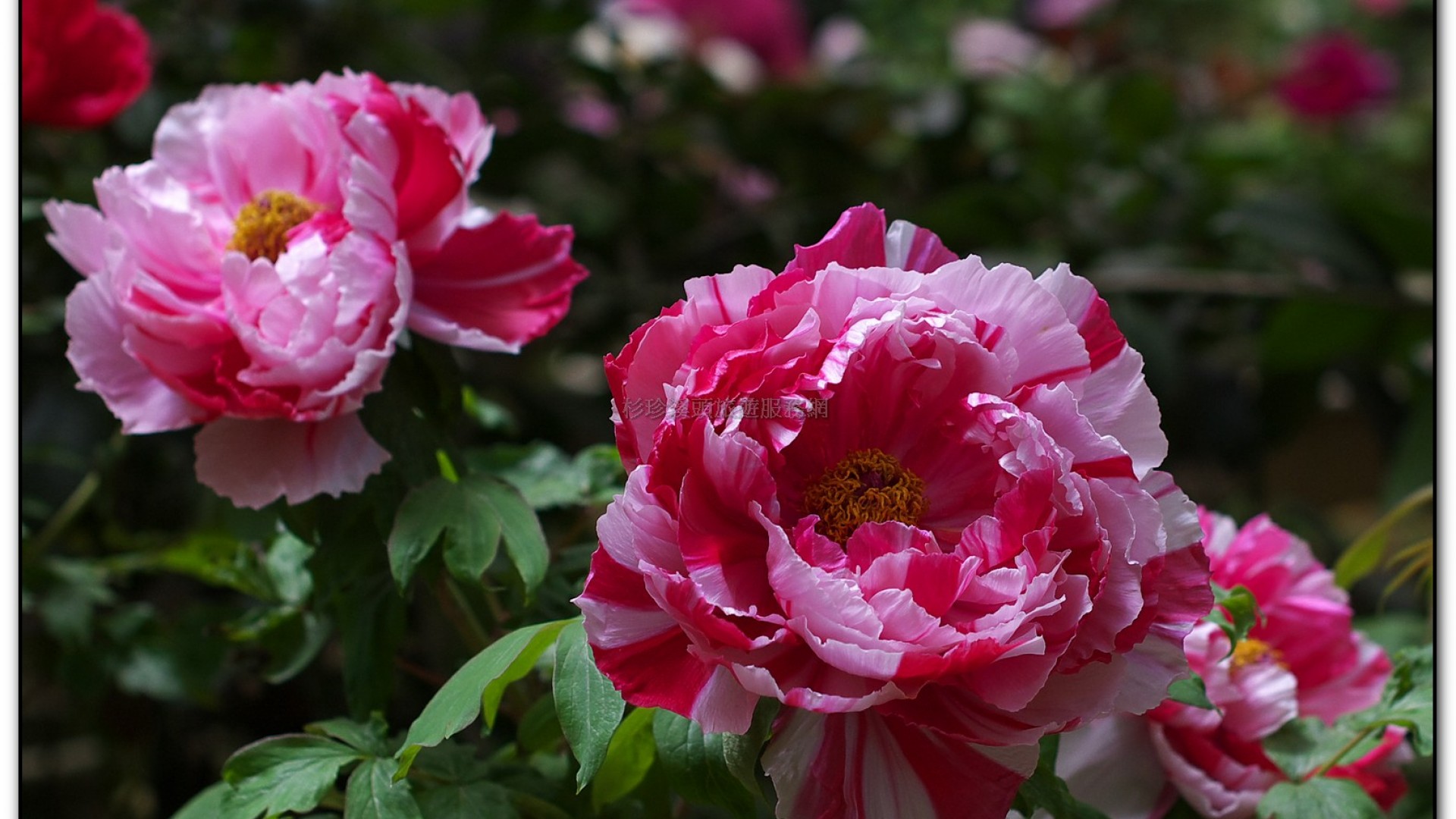 玻璃花坊-杉林溪旅遊景點