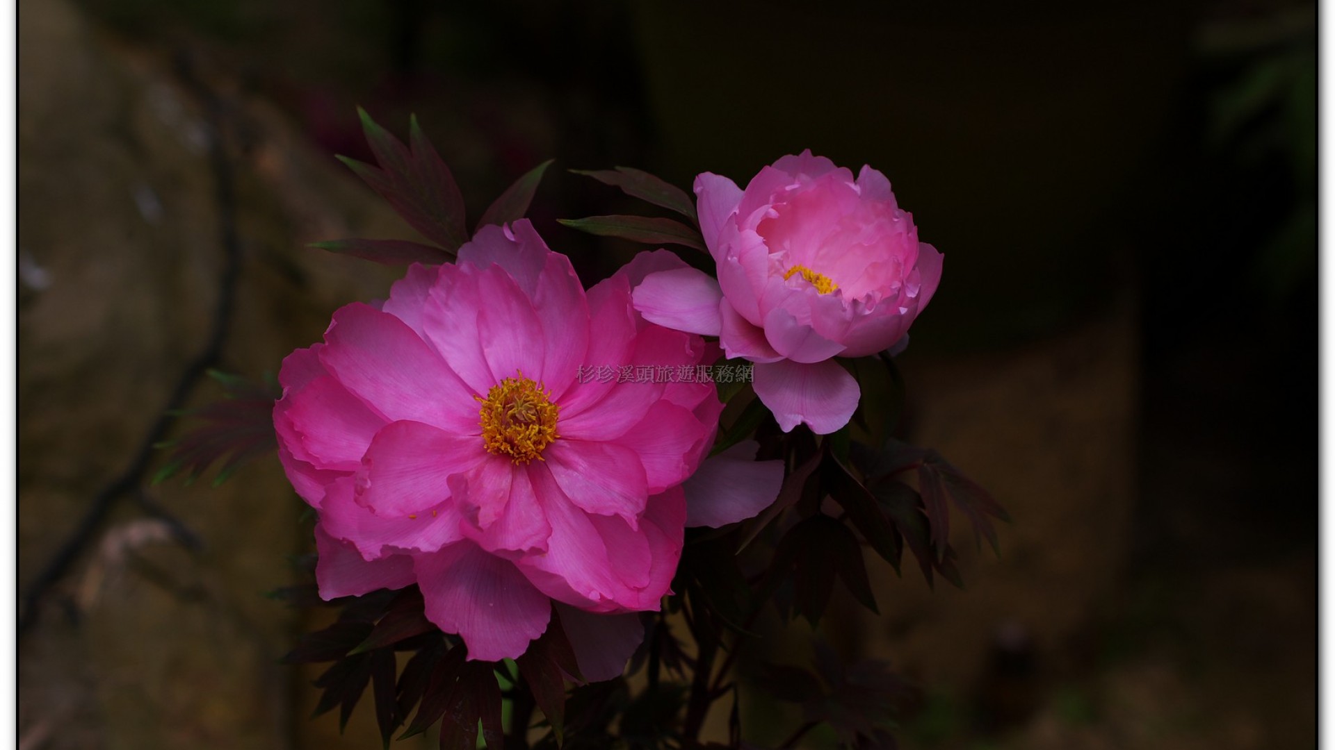 玻璃花坊-杉林溪旅遊景點