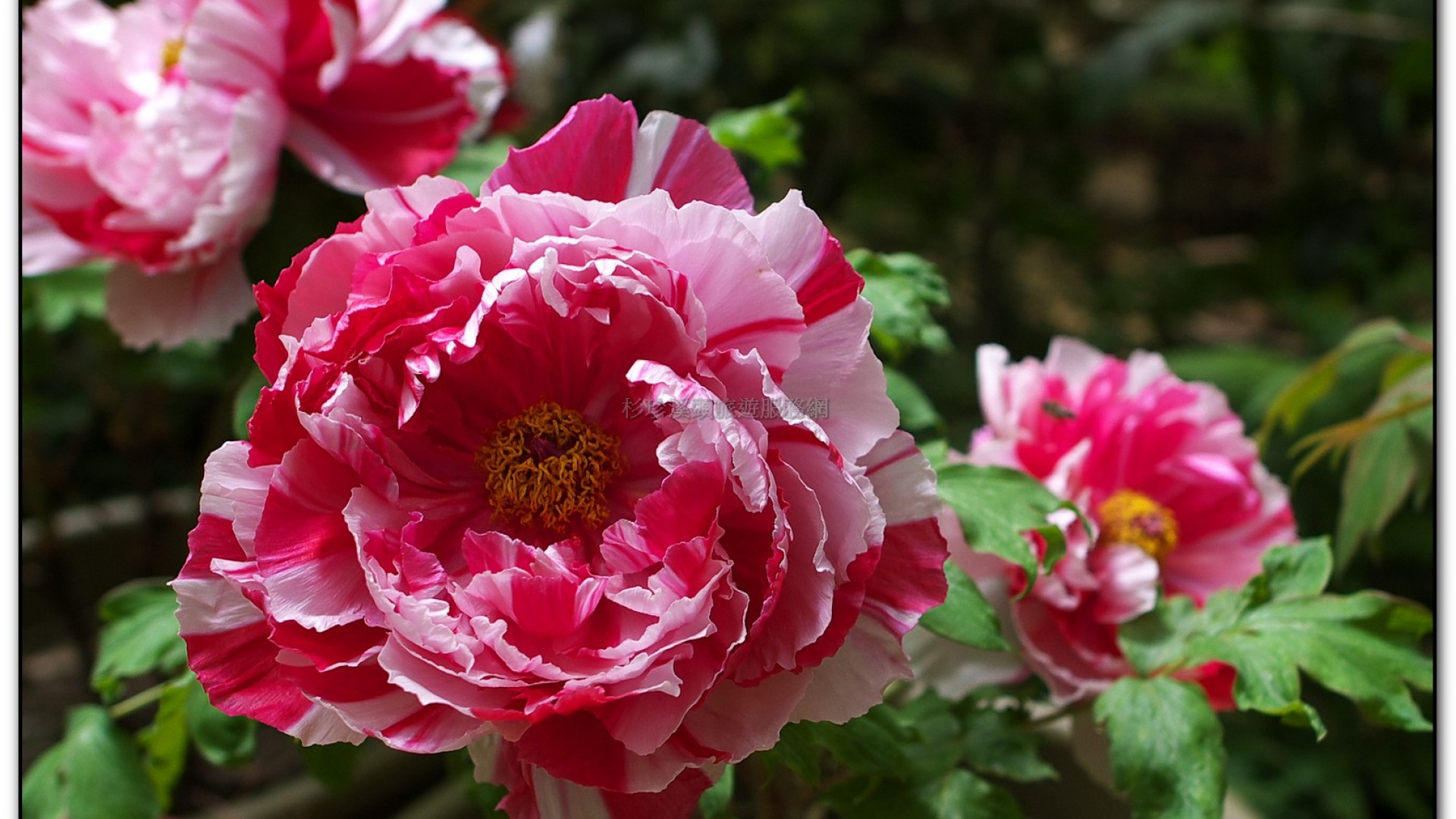 玻璃花坊-杉林溪旅遊景點