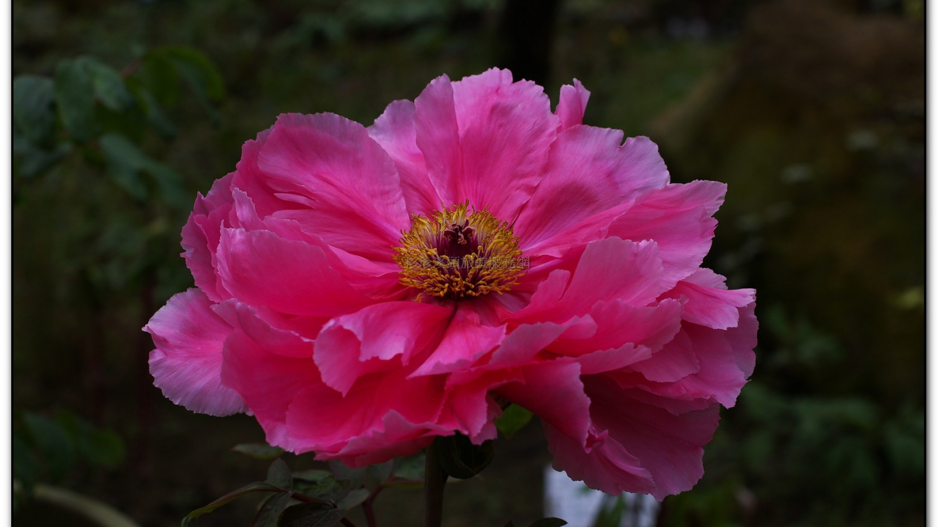 玻璃花坊-杉林溪旅遊景點