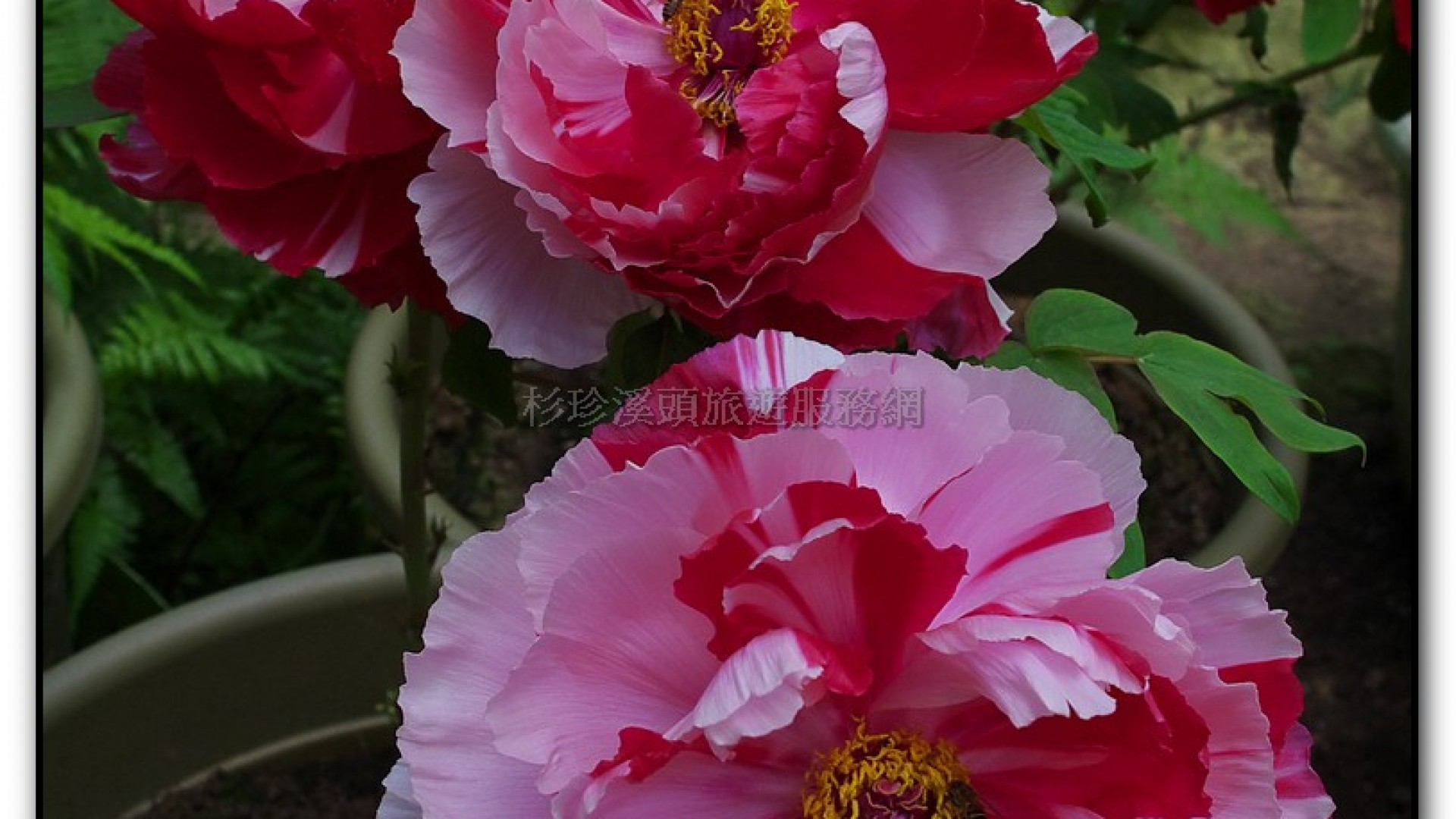 玻璃花坊-杉林溪旅遊景點