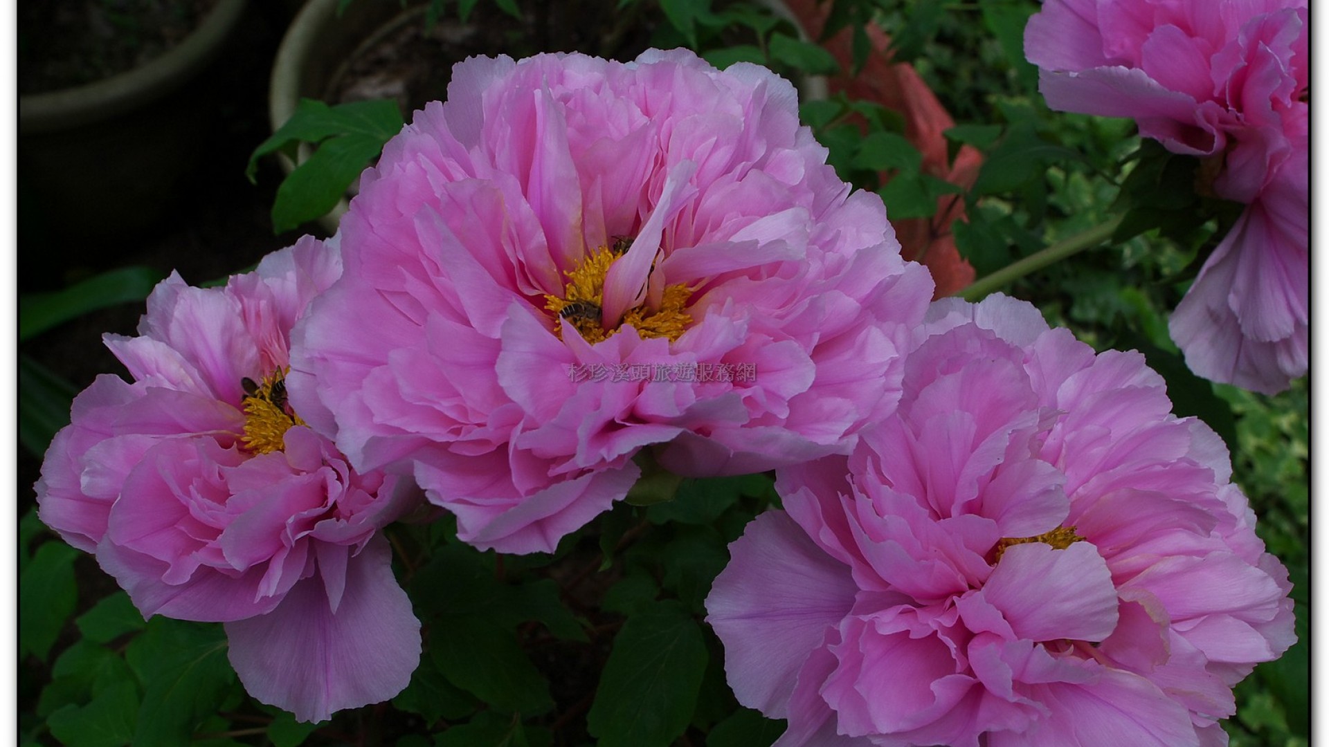 玻璃花坊-杉林溪旅遊景點