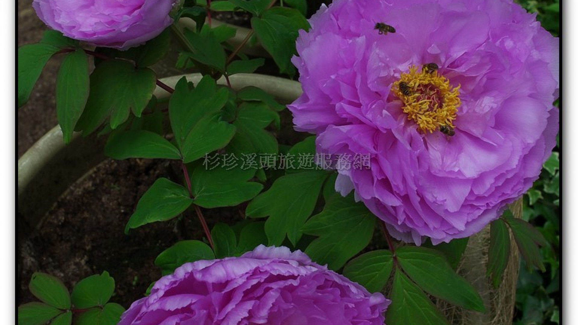 玻璃花坊-杉林溪旅遊景點