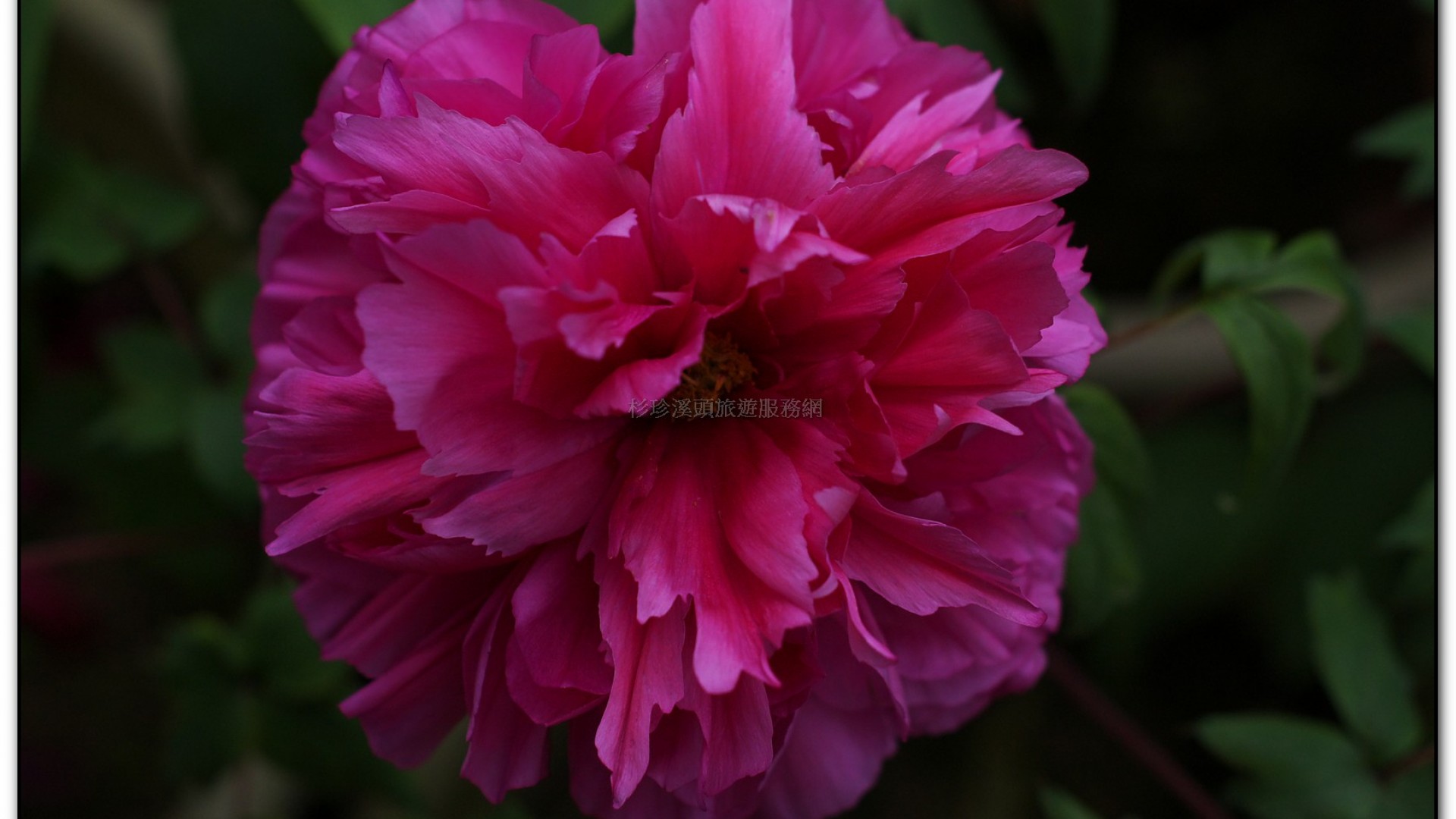 玻璃花坊-杉林溪旅遊景點