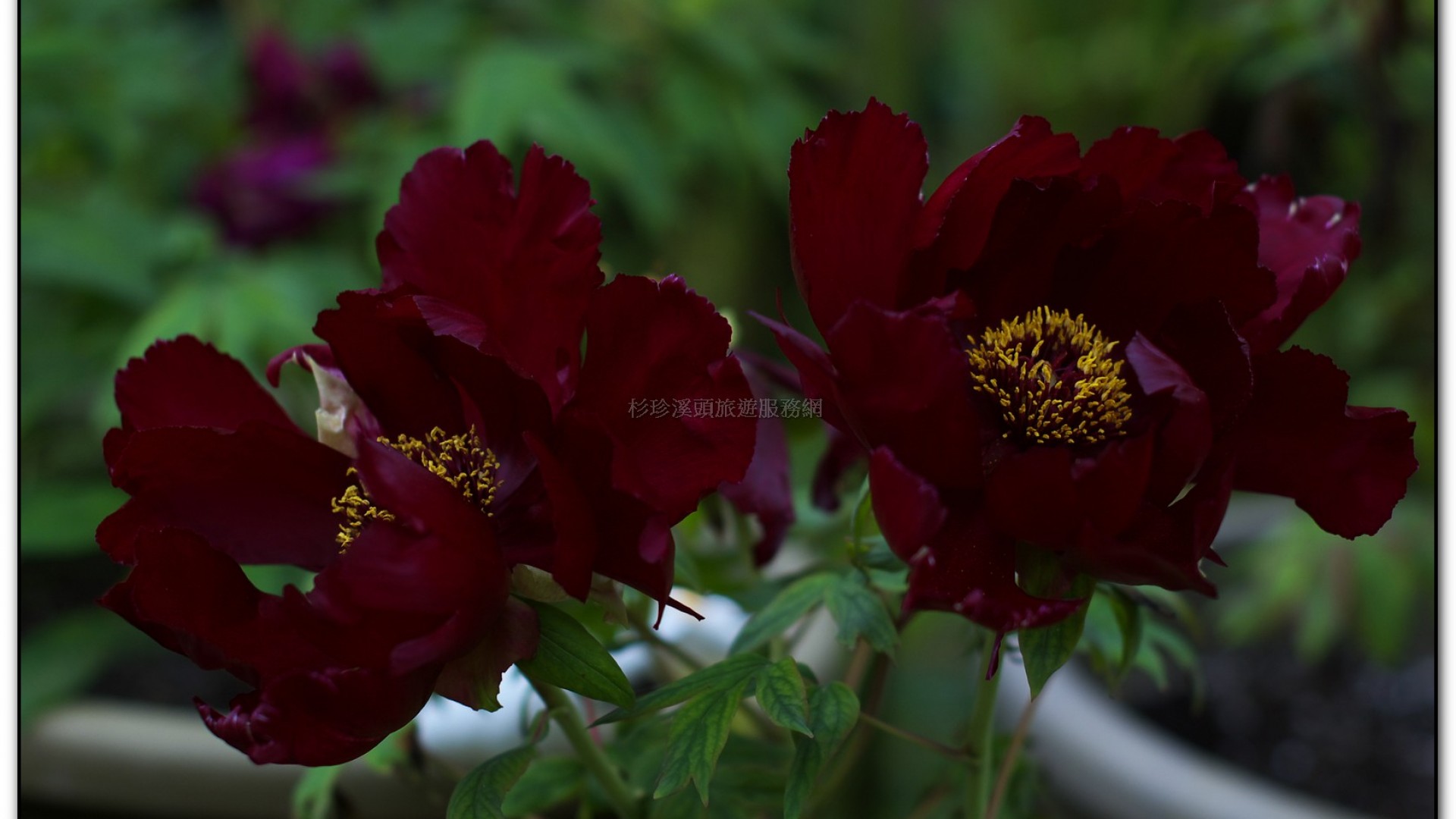 玻璃花坊-杉林溪旅遊景點