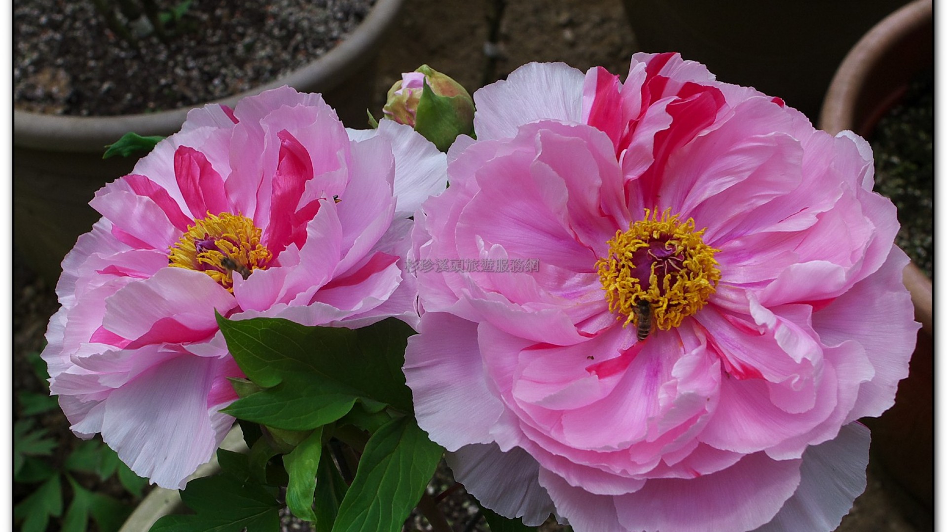 玻璃花坊-杉林溪旅遊景點