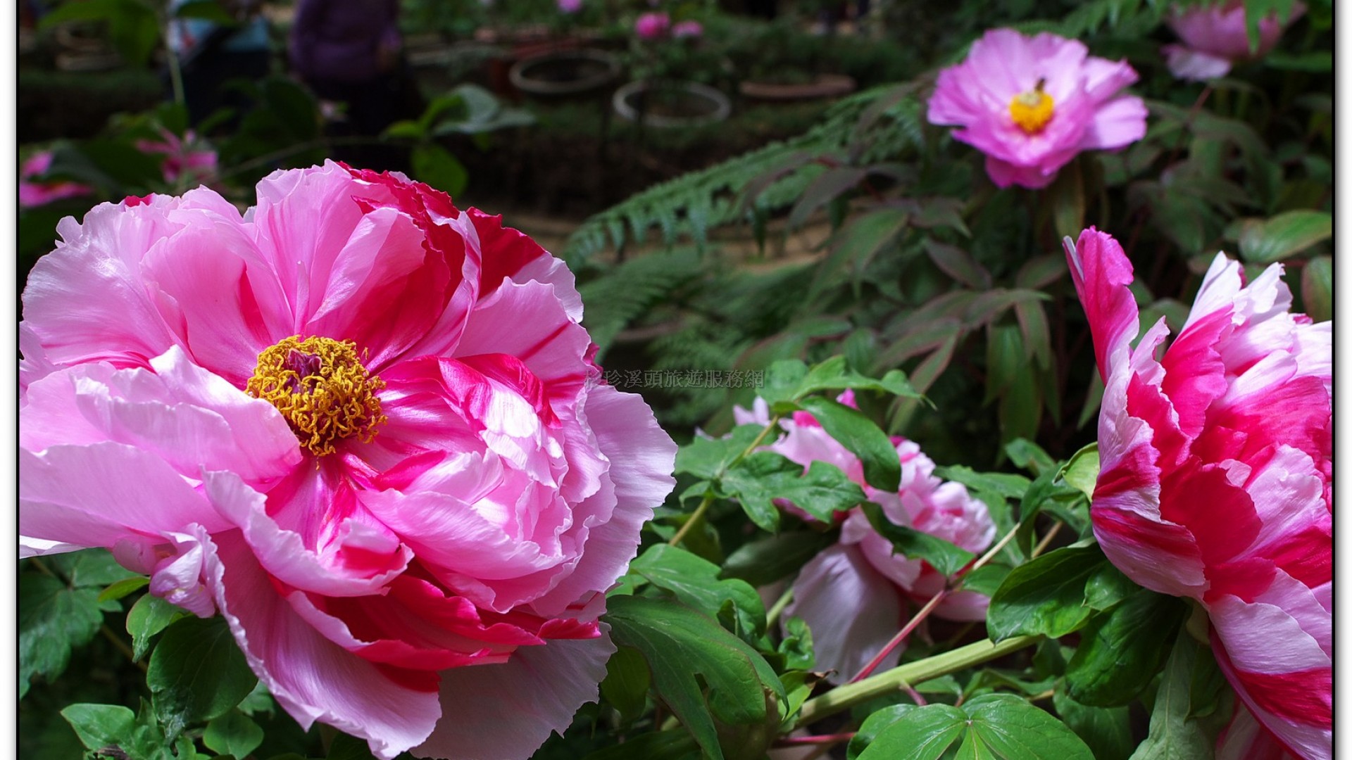 玻璃花坊-杉林溪旅遊景點