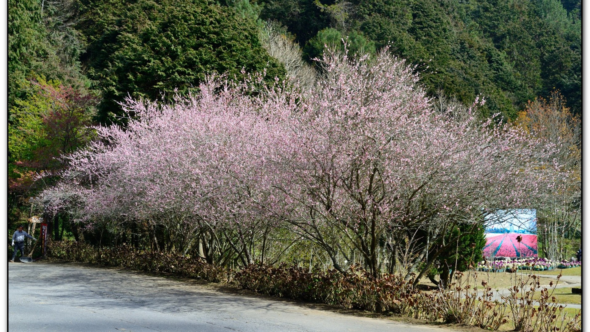藥花園-杉林溪旅遊景點