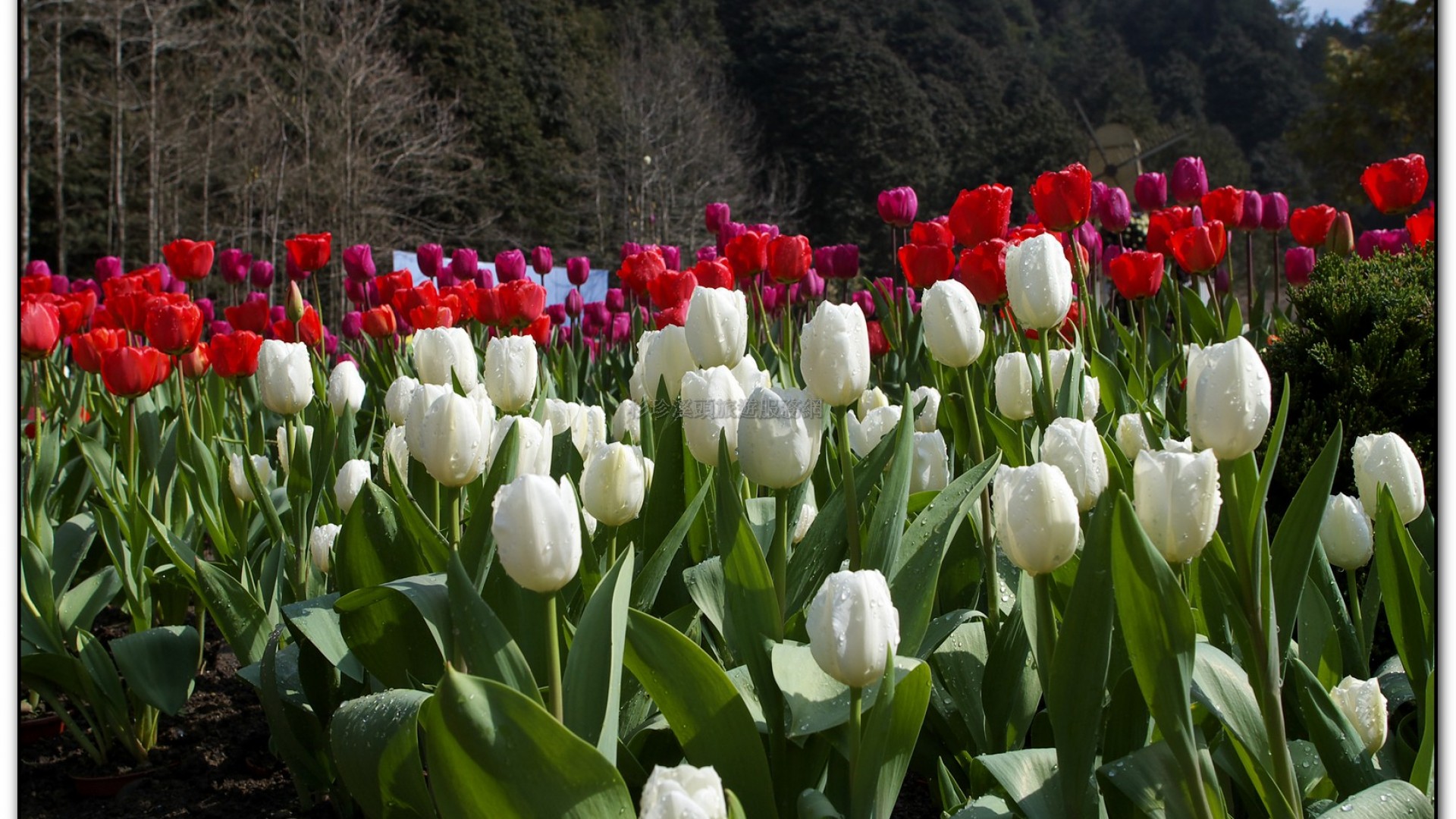 藥花園-杉林溪旅遊景點